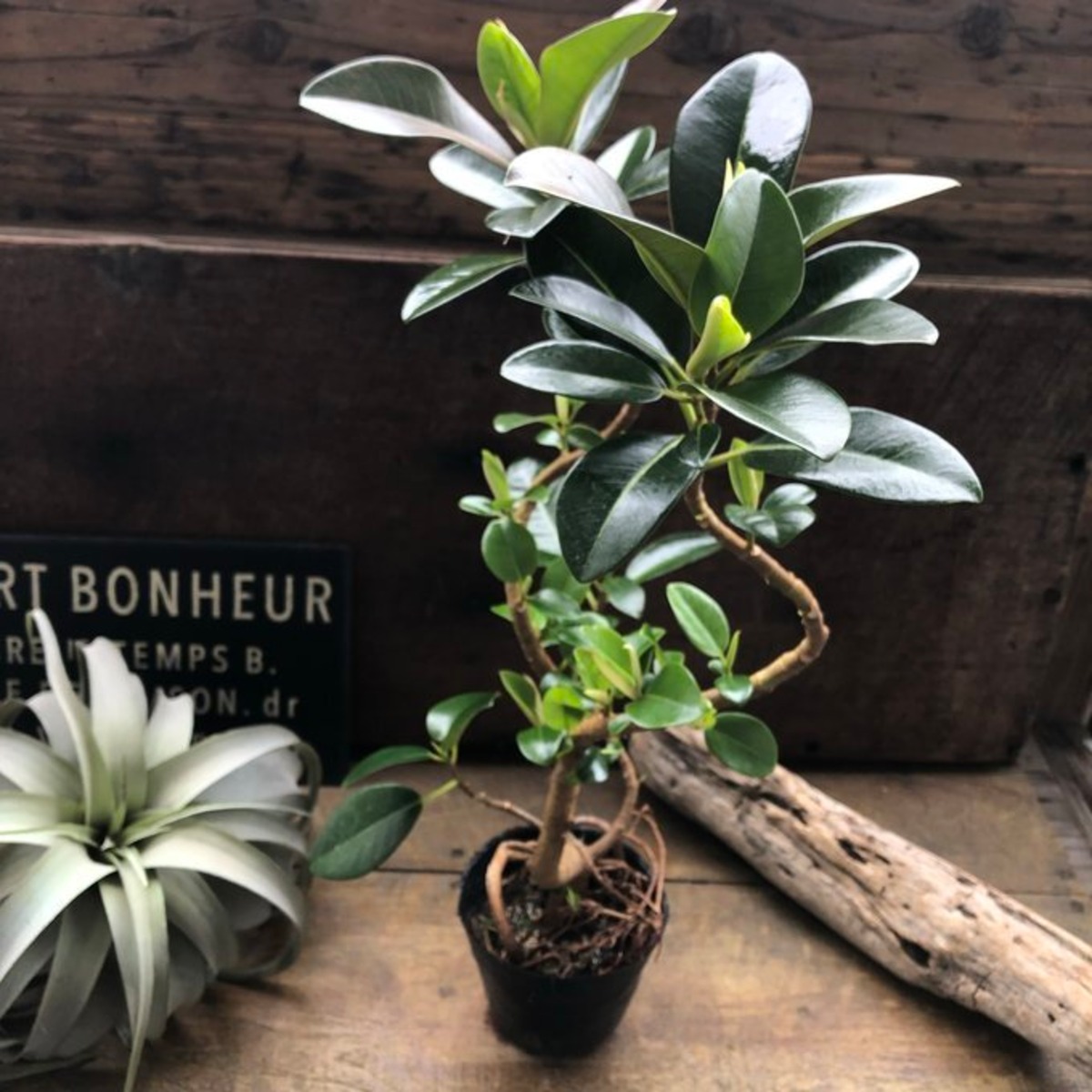 フランスゴムの木 曲がり木 観葉植物 曲がった幹 | 植物の店ベリー