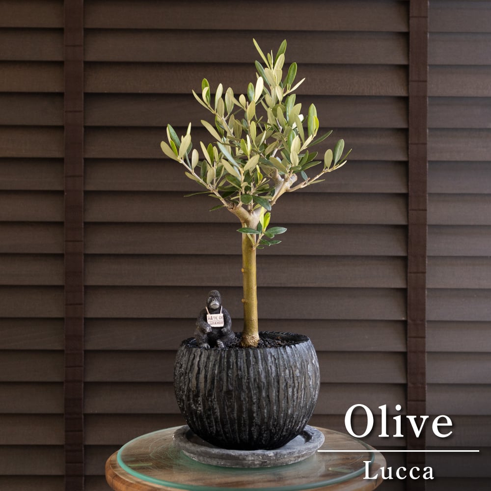 オリーブ　エルグレコ　盆栽オリーブ 陶器鉢 Olive オリーブの木 エルグレコ Elgreco オリーブ 花芽付き トピアリー