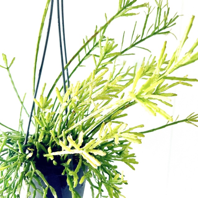 【数量限定】季節のリプサリス2種セット 特別価格 送料無料 calm cafe