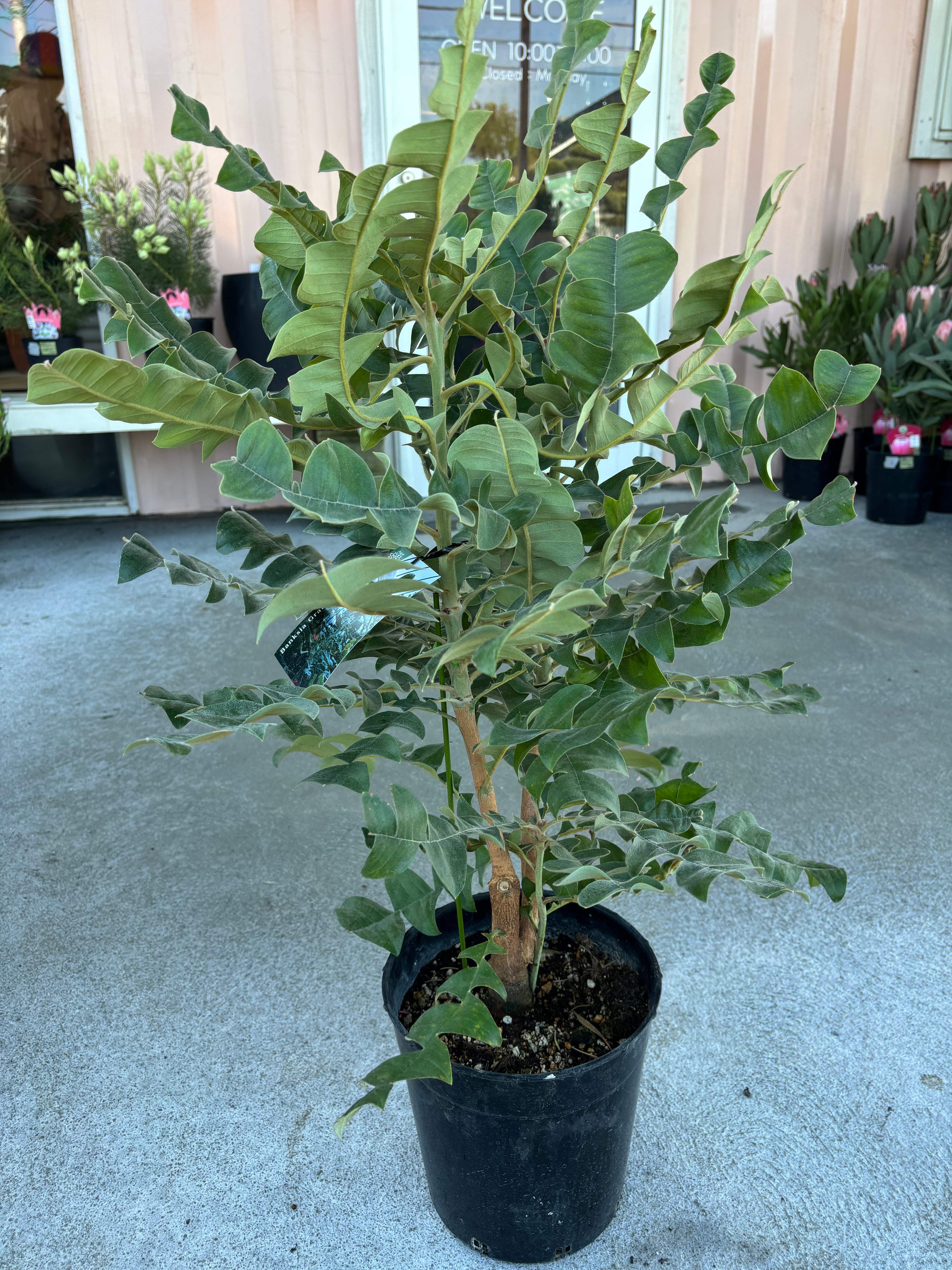 バーゼリア　グリーニッシュ　2 大株 バーゼリア グリーニッシュ② | MELLOW Plants & Coffee