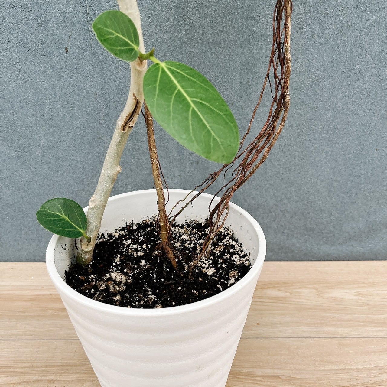 現品］10番 フィカス ベンガレンシス 曲がり 6号 観葉植物 室内 ゴムの