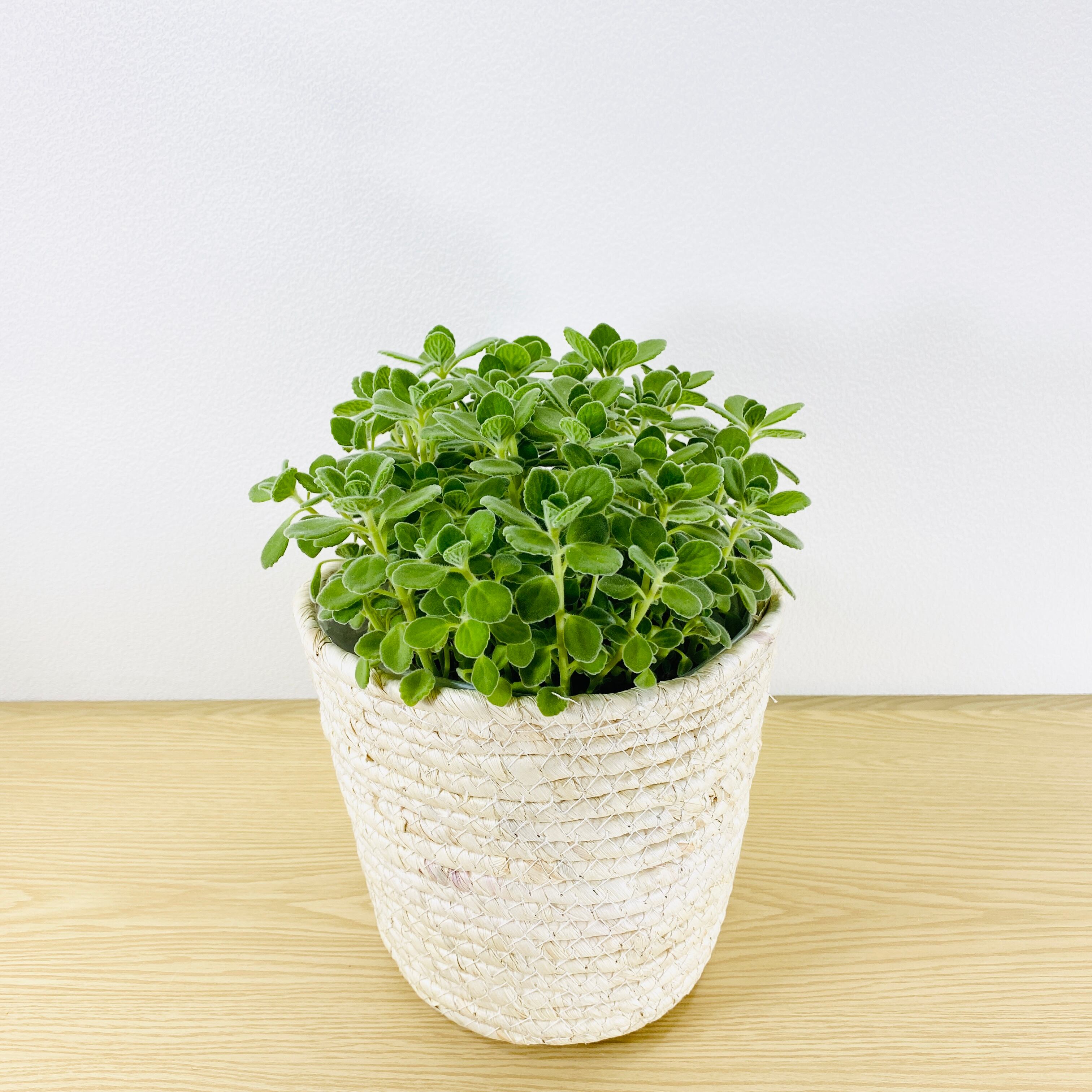 アロマティカス 観葉植物 1点もの 鉢カバーセット いい匂いがします Herbree 観葉植物の通販