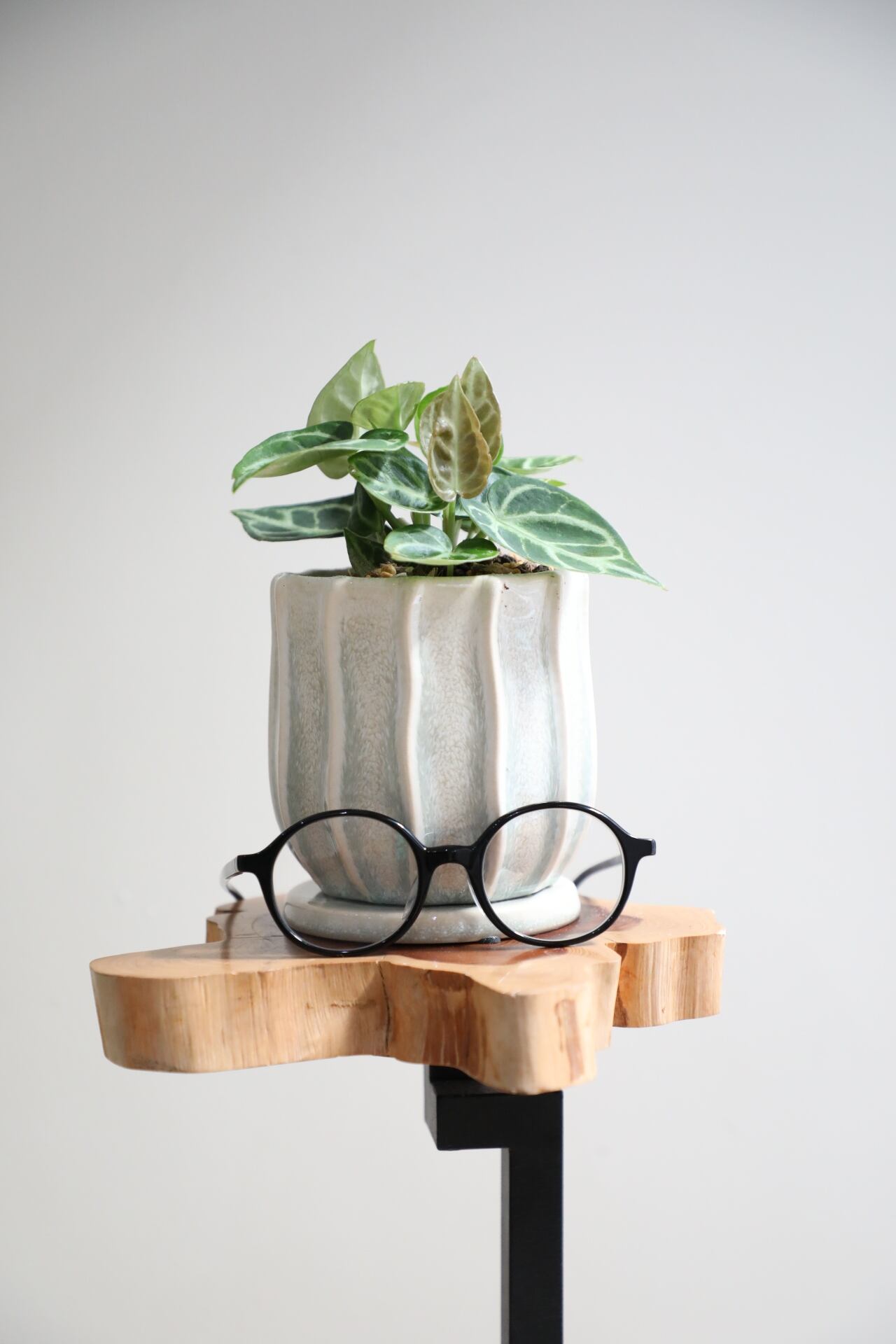 S】センナ メリディオナリス/Senna meridionalis ※陶器鉢付き | 【厳選