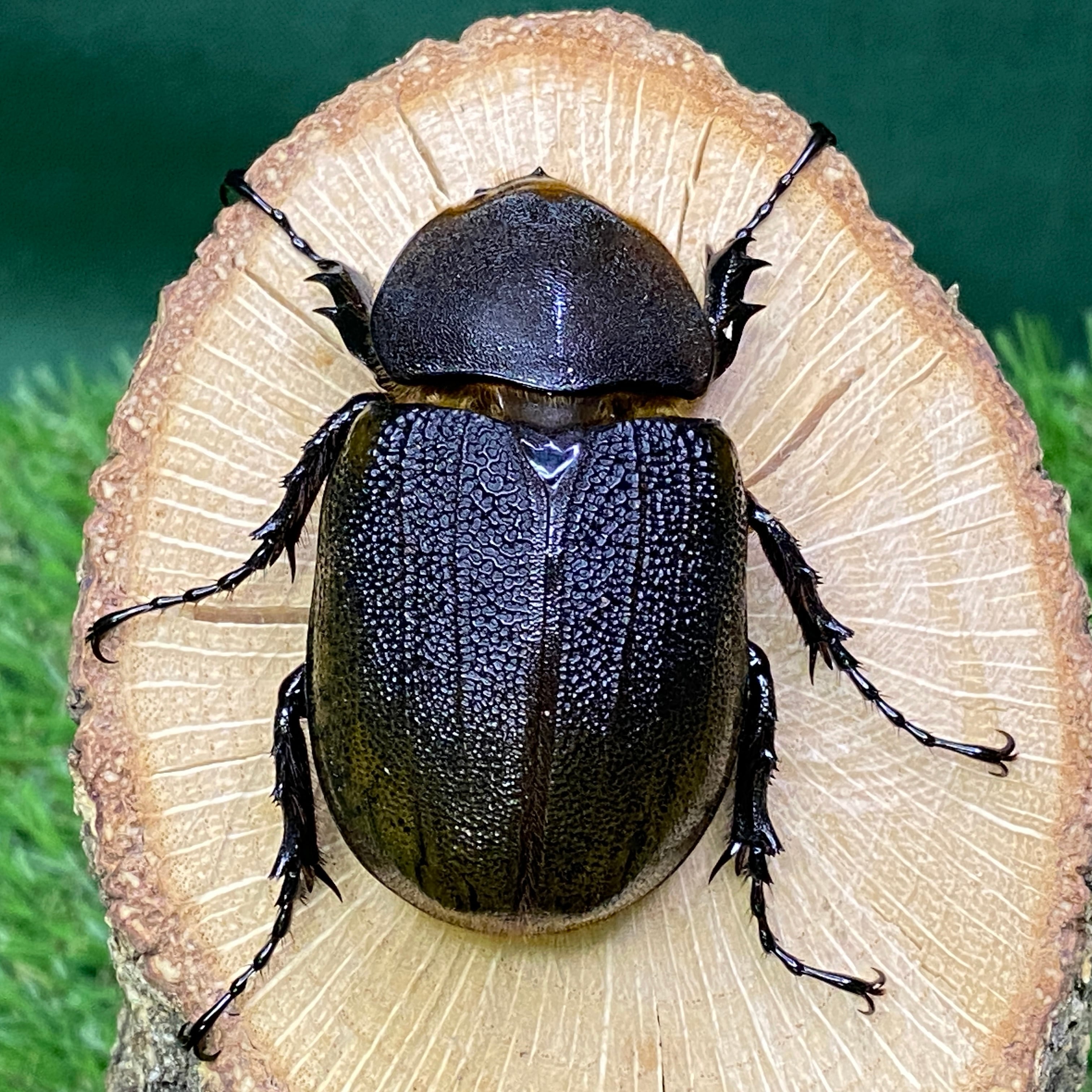 DHヘラクレス 【OF136血統】♂140ミリ ♀66ミリペア