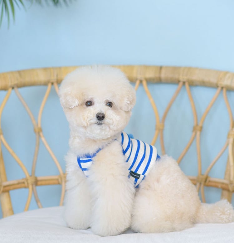 【SALE】 coball croptop S ~ 2XL 6color  /  犬の服 犬服 新作 ショート丈 お揃い クロップドトップス 小型犬 中型犬 ペット洋服 ドッグウェア ペット用品 b39