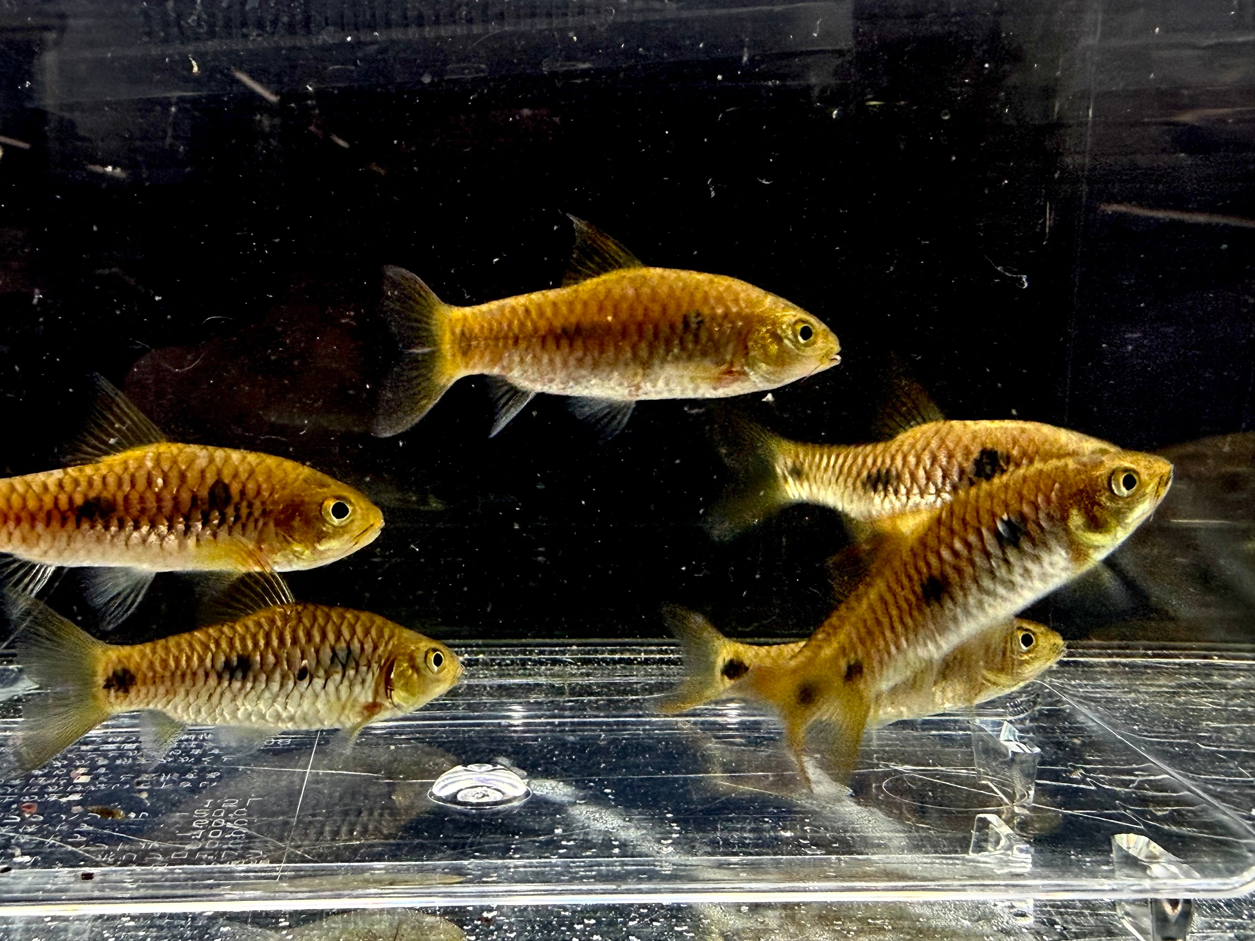 バルブスsp. Coyah 5〜7cm± ギニア産 | AQUASTYLEG