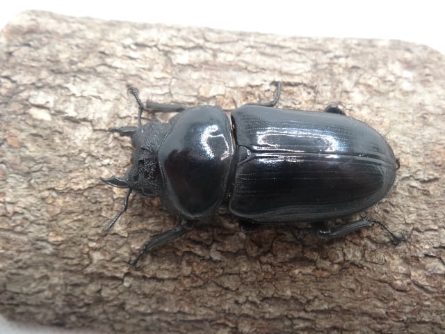 121mm】タイタンオオウスバカミキリ カブトムシクワガタハナムグリ