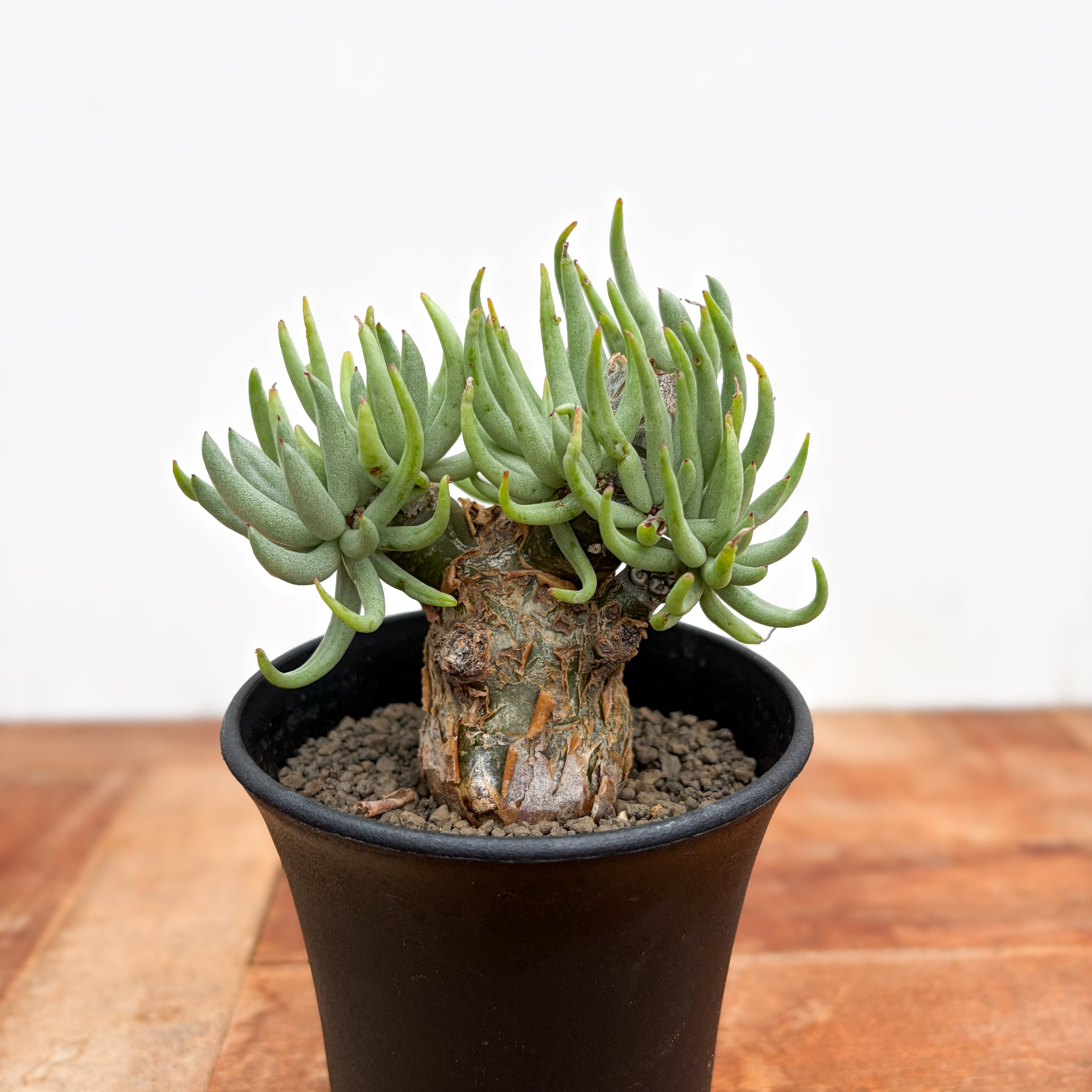 Tylecodon pearsonii【チレコドン・ペアルソニー・実生】 | RIMO'S