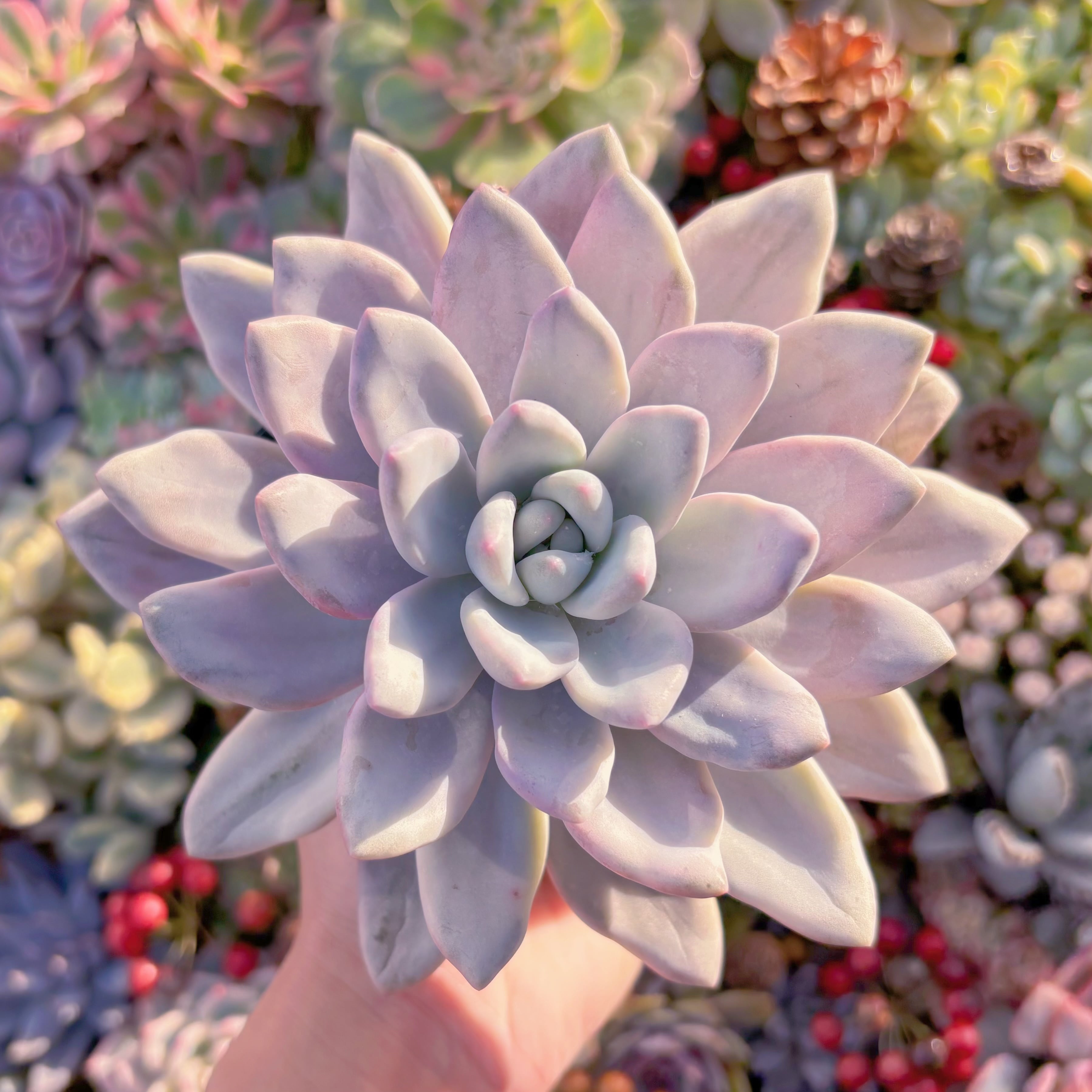 現品　オパリナ錦#291　大苗　るる農園