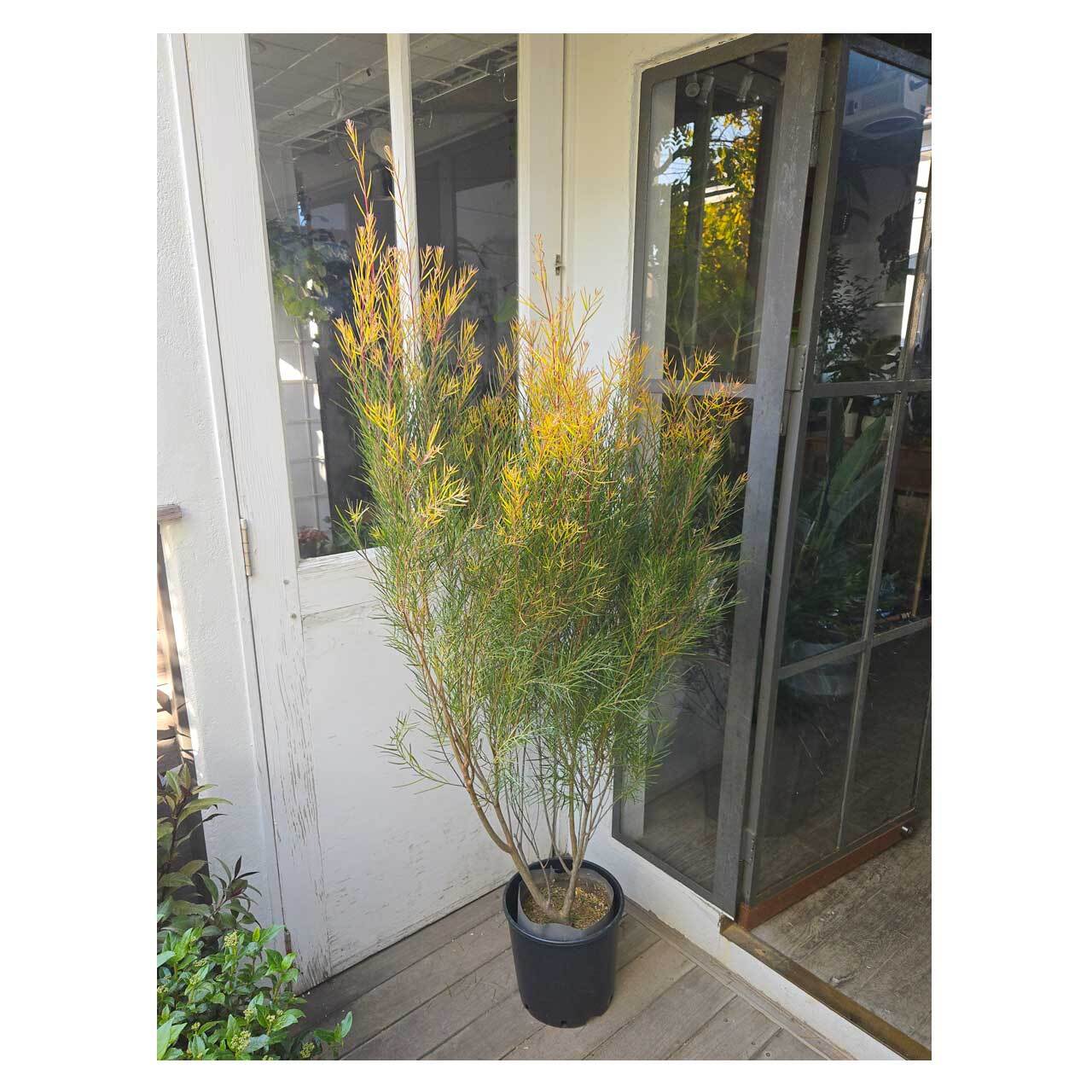 Acacia Phoenix Gold | Seeding
