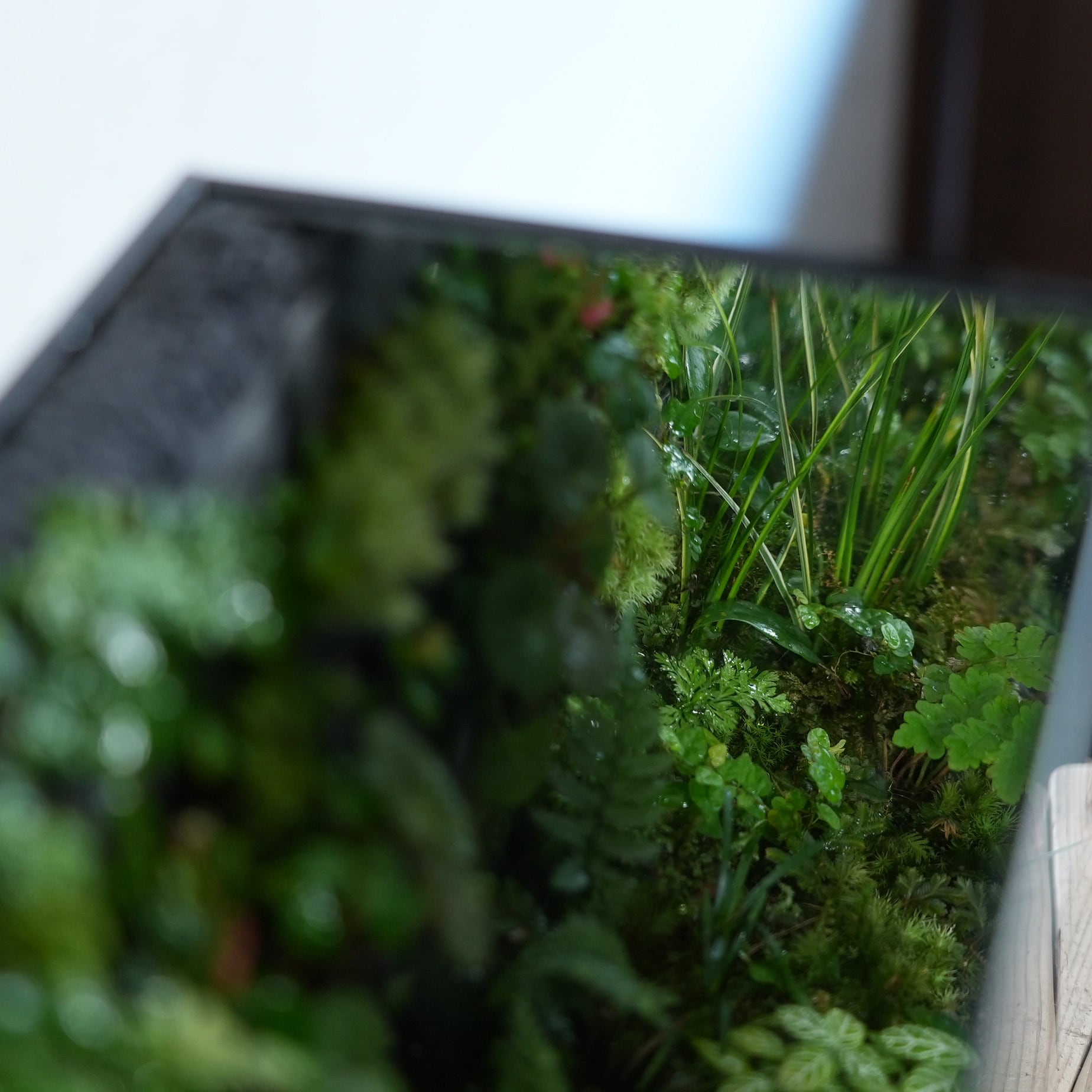 オーダー参考】苔テラリウム作品『無限（Black）』 | 苔テラリウム専門