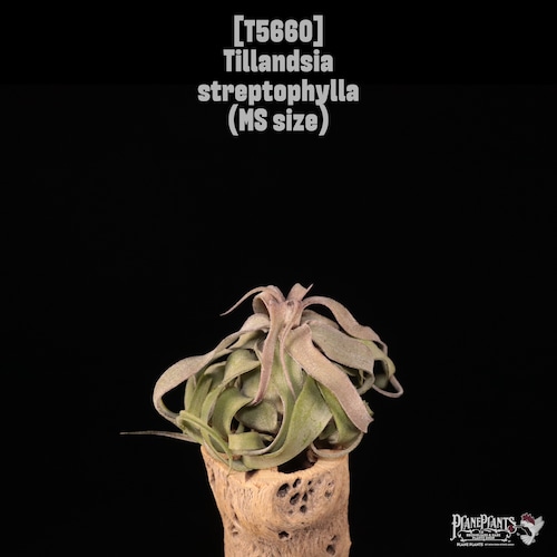 【送料無料】streptophylla MS〔エアプランツ〕現品発送T5660