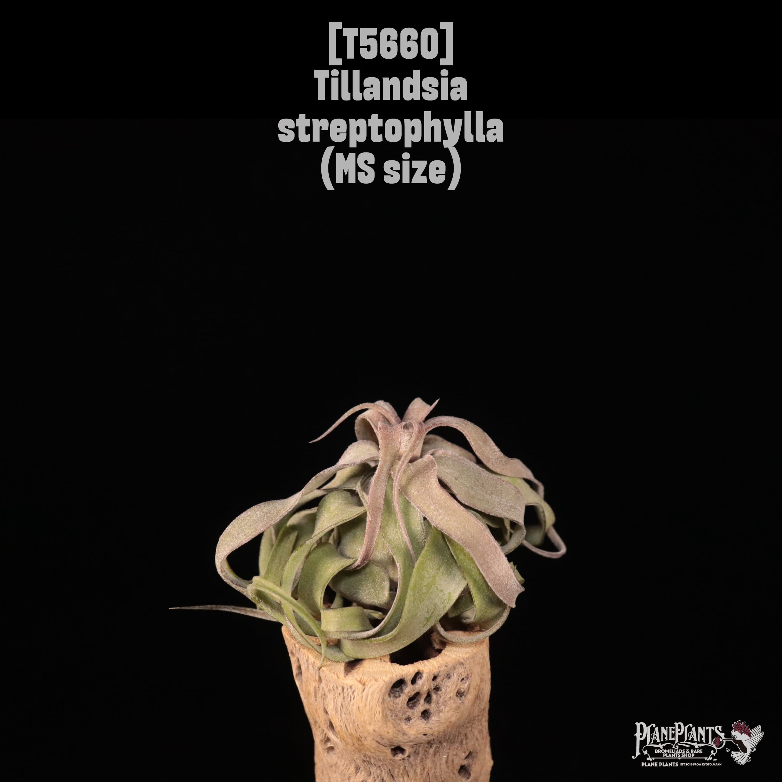【送料無料】streptophylla MS〔エアプランツ〕現品発送T5660