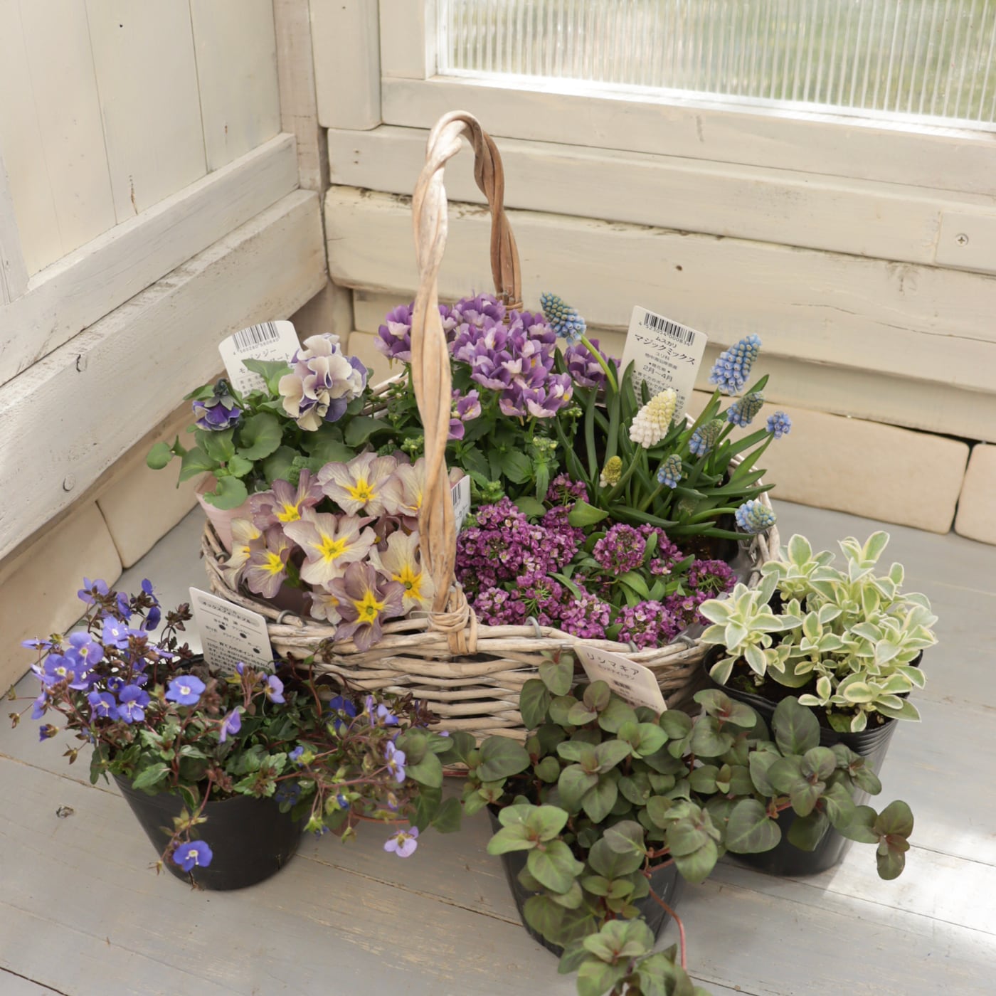 寄せ植え｜ギャザリング｜苗セット | Green heartꕥオンラインショップ