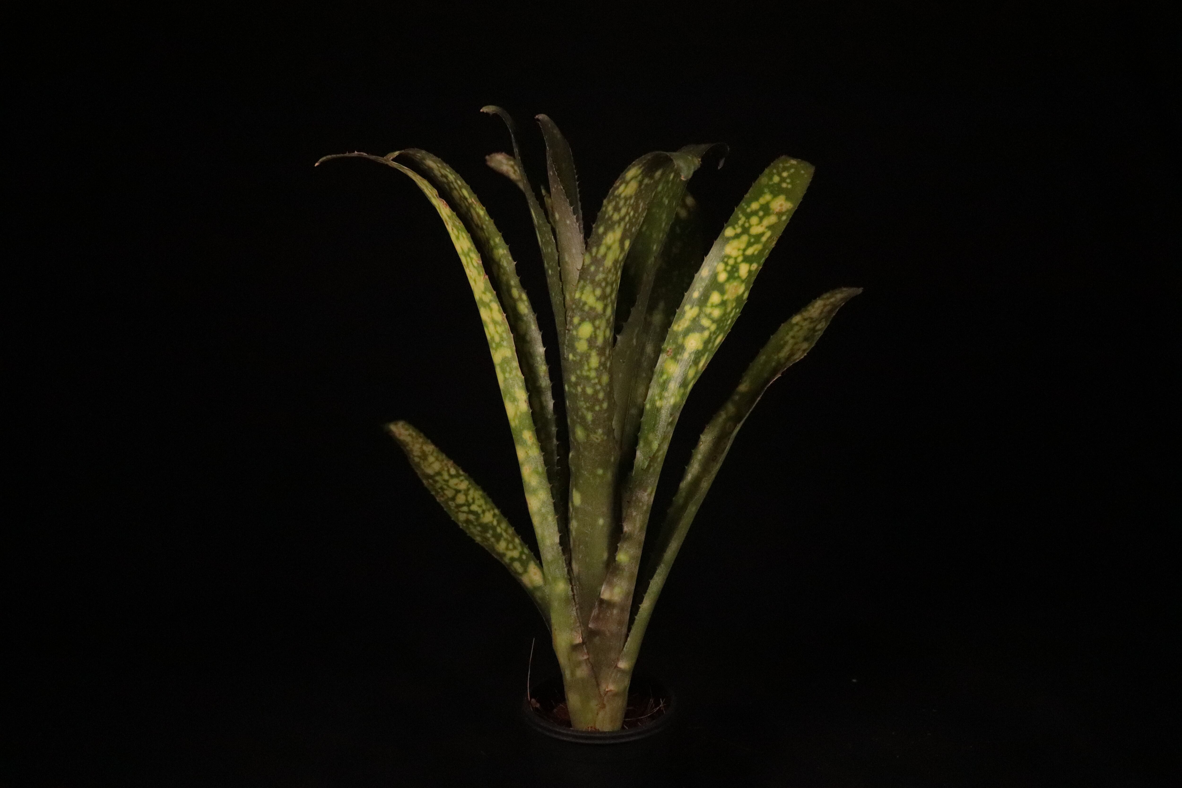 送料無料】Billbergia 'Kolan Magic'〔ビルベルギア〕現品発送B0091