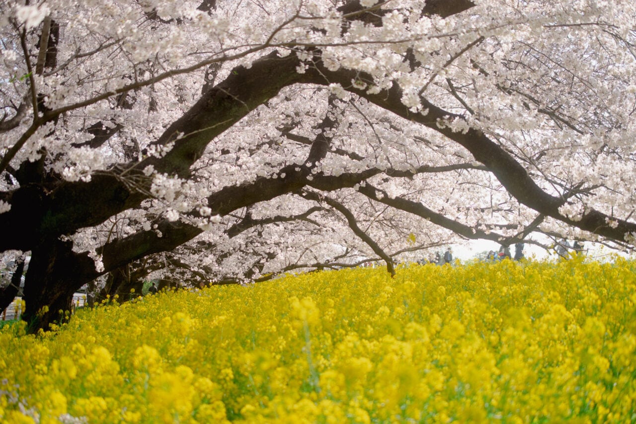 熊谷桜堤　満開の桜ポストカードセット（５枚入り）