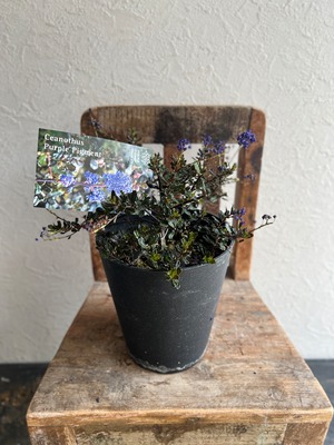 セアノサス パープルピグメント③