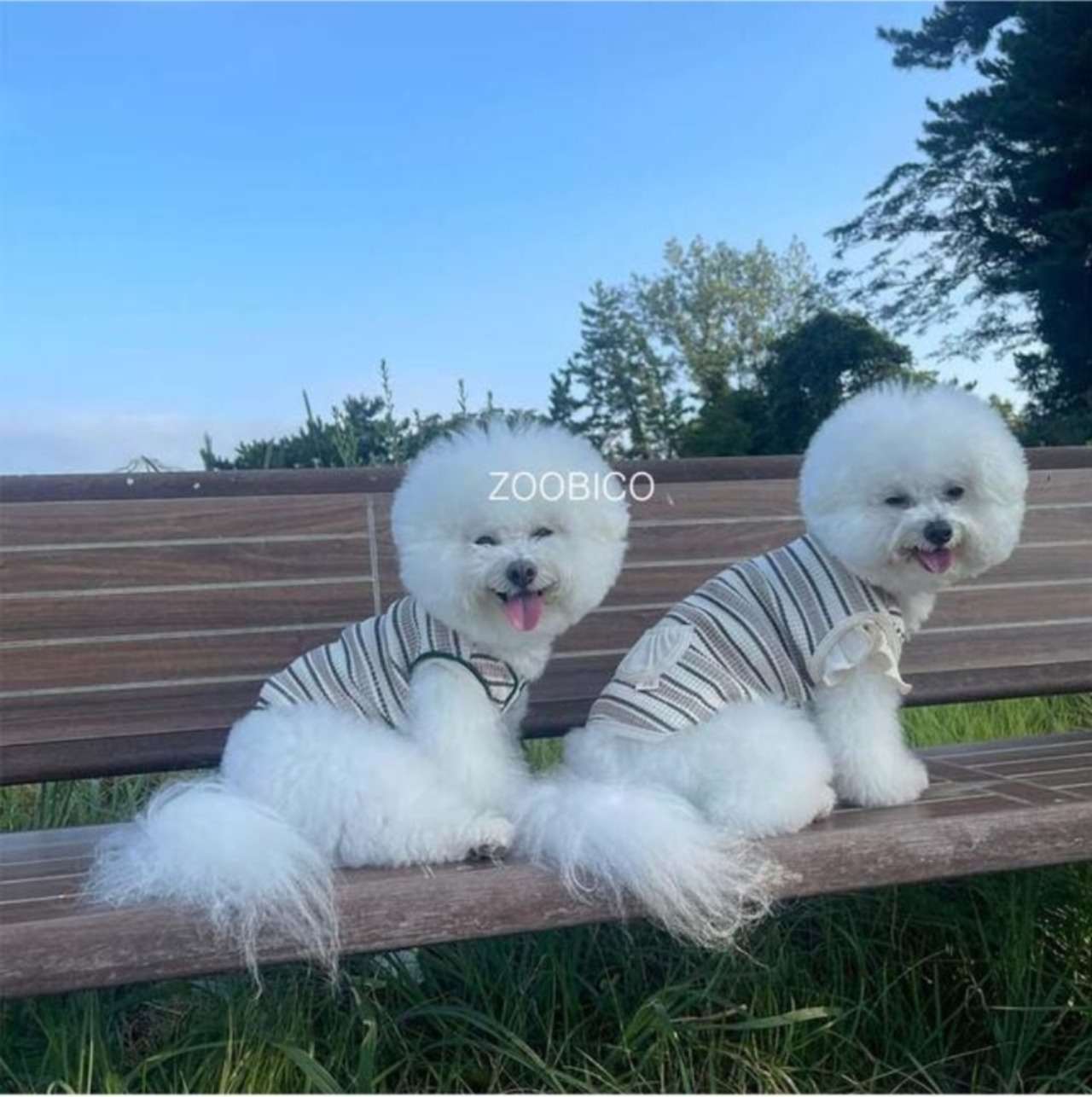 予約  【pecoramou select】 Waffle Dangara Frill Vest