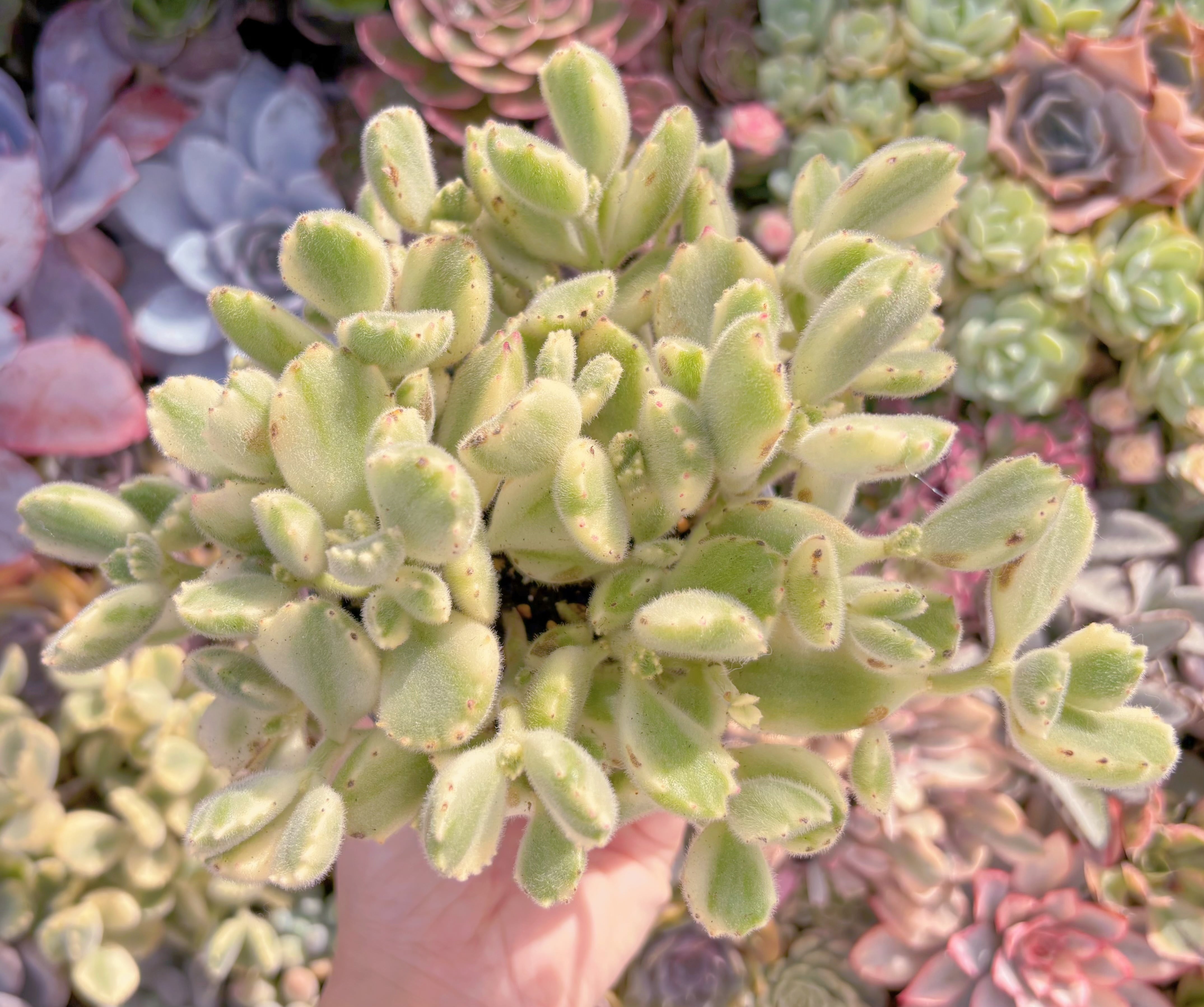 現品　白熊#F095　大群生　るる農園