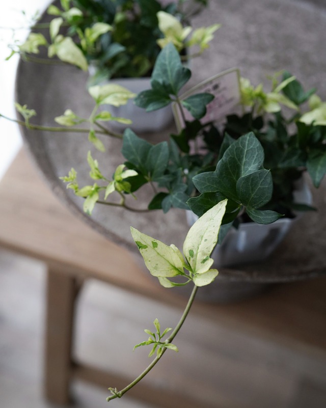 へデラ　雪の華