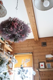 smoke tree  ローズファー