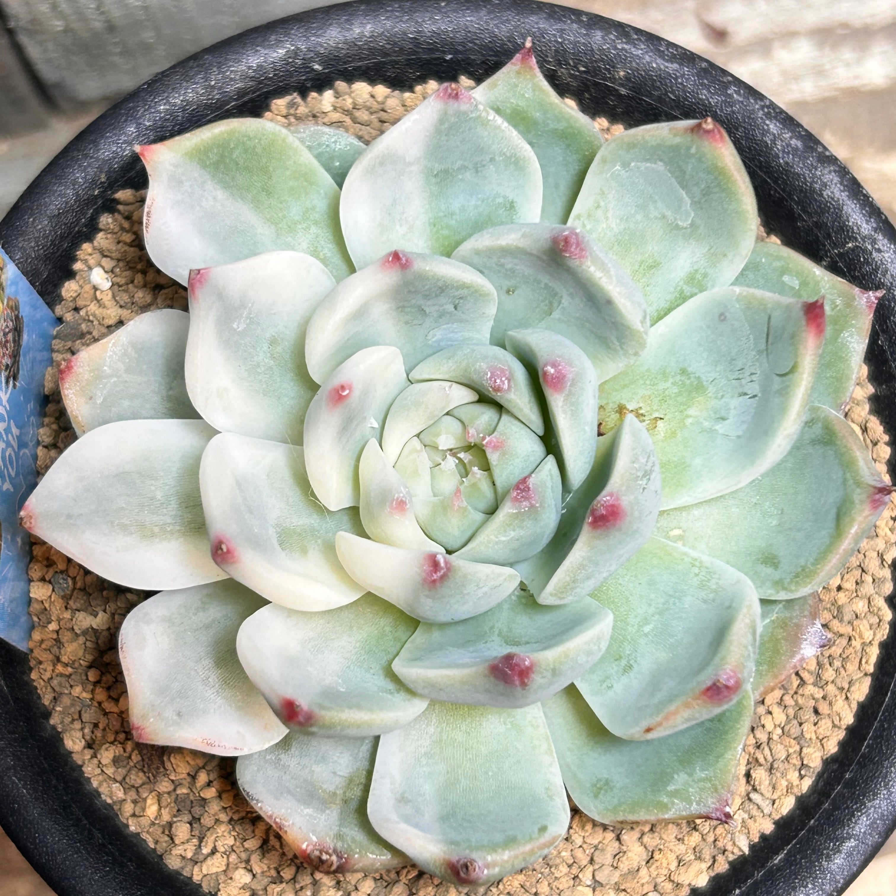 錦 | RuPo 多肉植物専門店