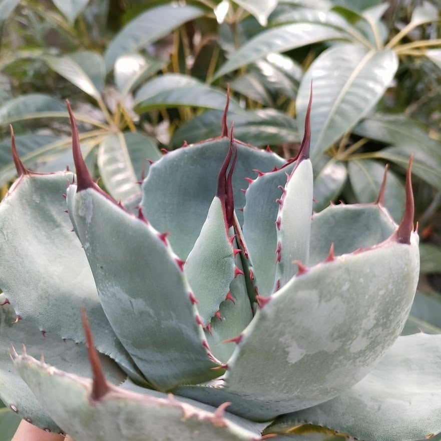 アガベ パリー トランカータ agave parryi truncata P4 【訳あり】 |  多肉植物ハオルチア・アガベ・サンスべリアの店mellowgarden powered by BASE