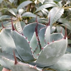 アガベ パリー トランカータ agave parryi truncata P4 【訳あり】