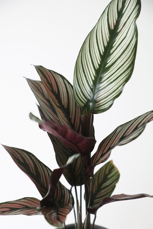 カラテア マエスティカ ホワイトスター/Calathea majestica White star ※陶器鉢カバー付き