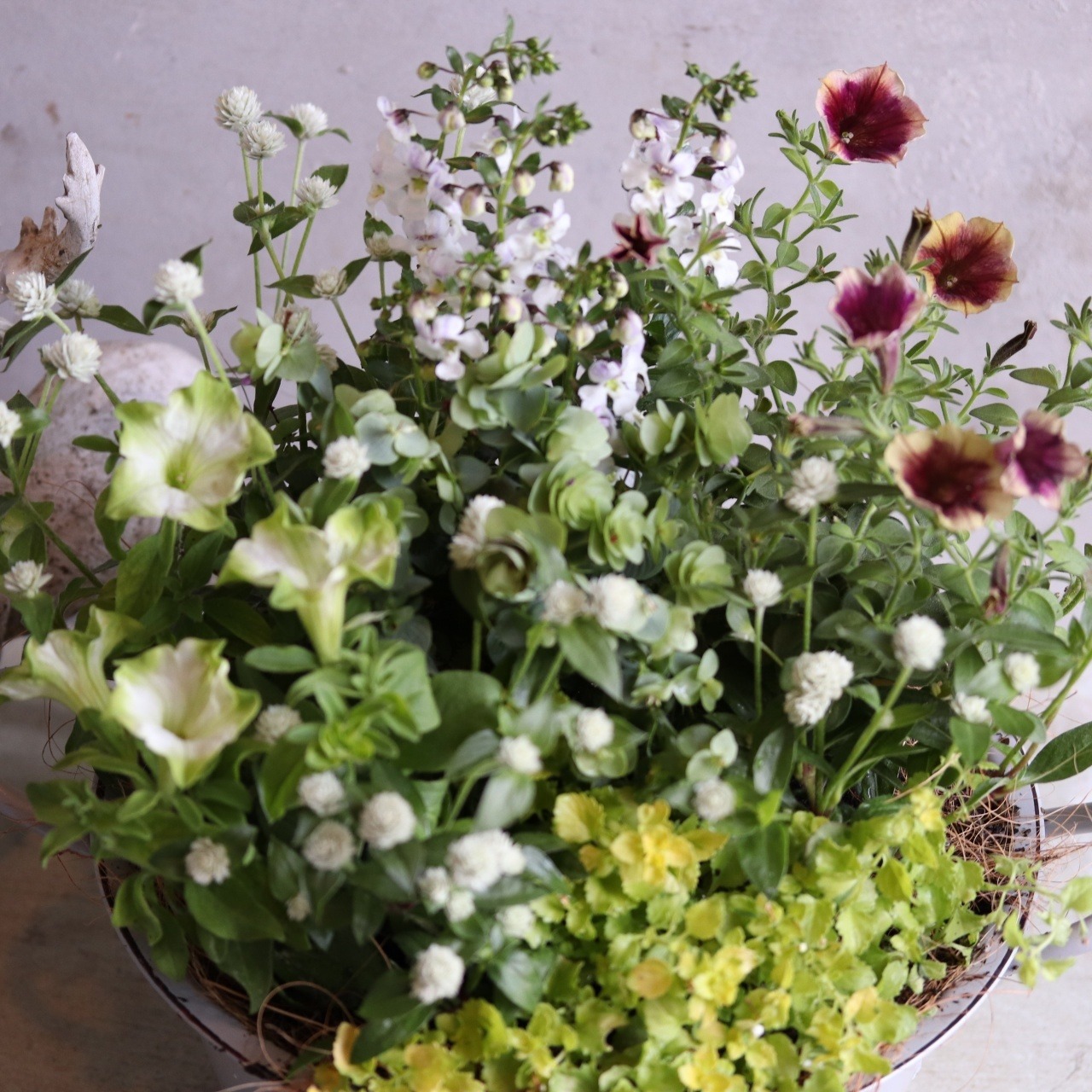 寄せ植え　ペチュニア2色のナチュラルなおなべポットの寄せ植え｜届いてすぐ飾れる完成品｜玄関にオススメ｜新築・開店祝いギフト｜モンディマンシェ
