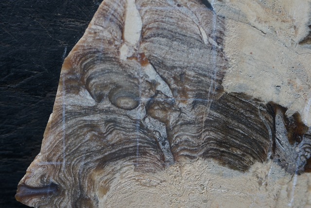 African Queen Jasper