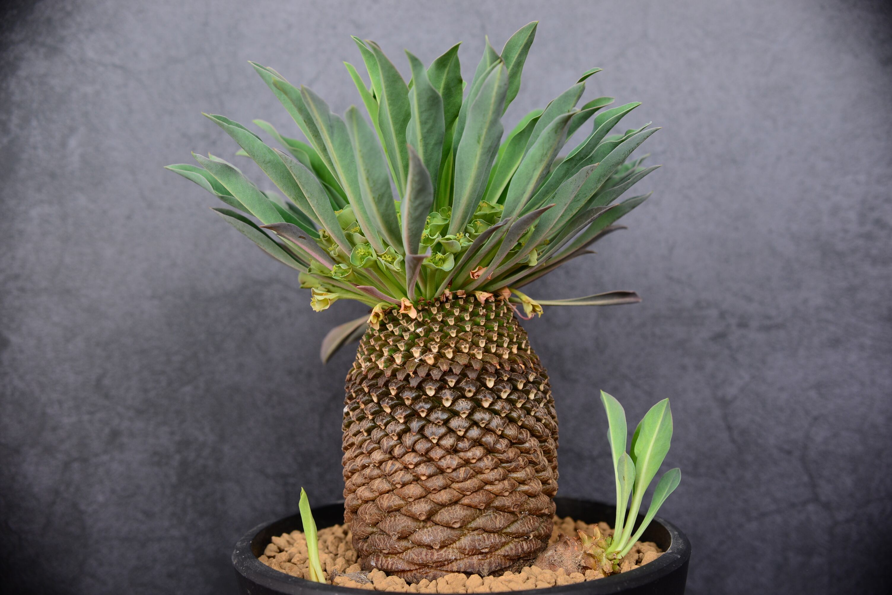 ユーフォルビア 鉄甲丸 | N collect plants