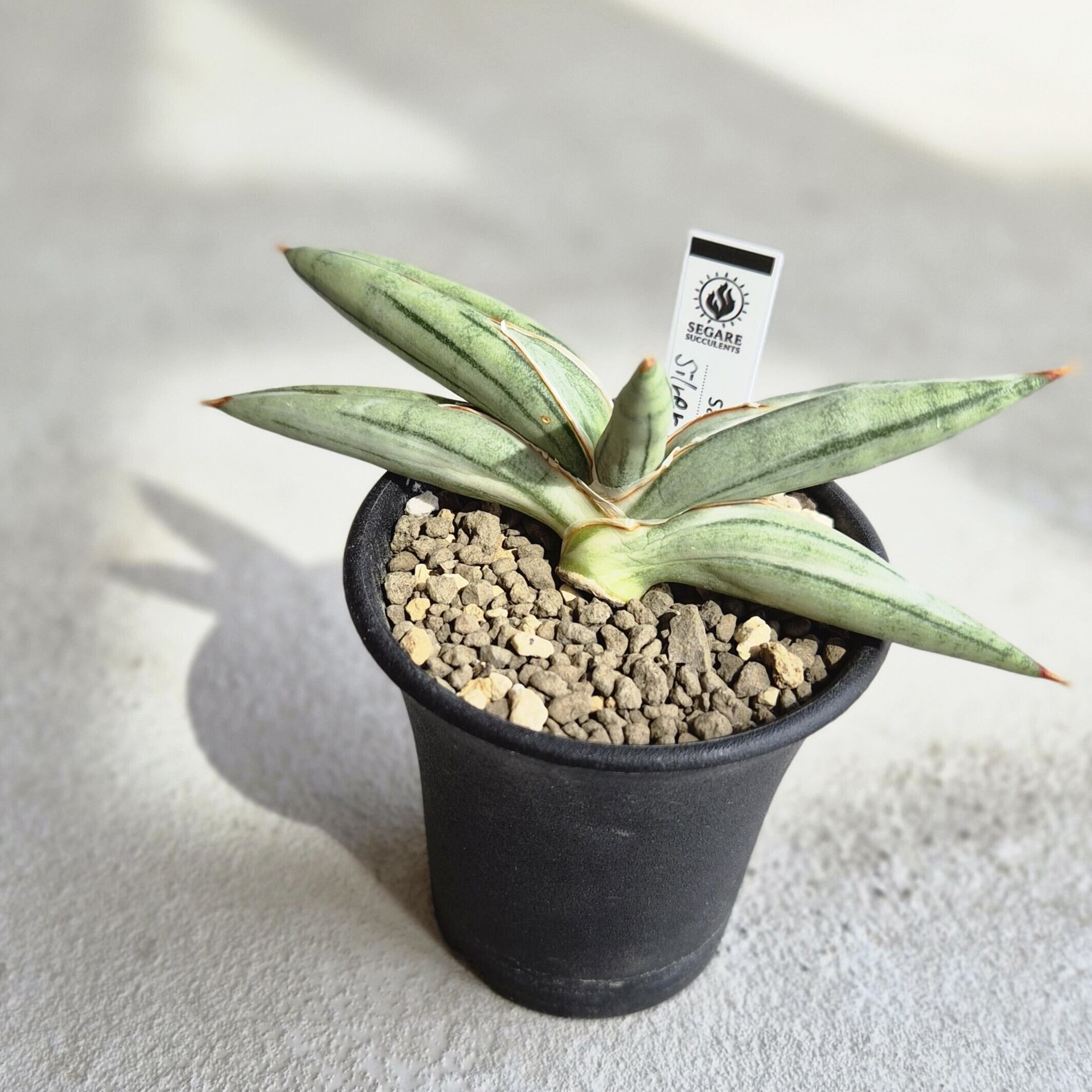 Plants Baka
