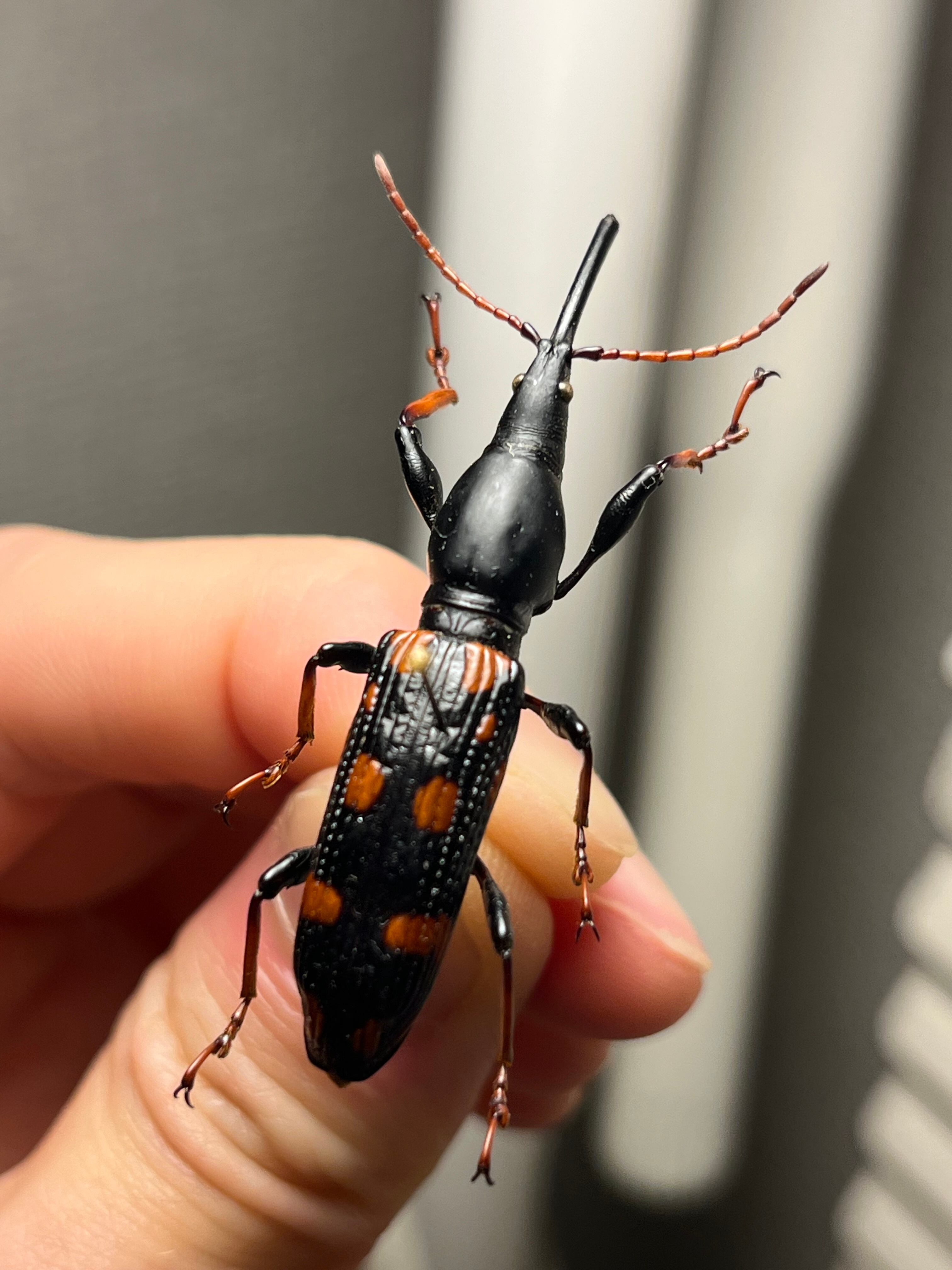 47mm♀】オウサマミツギリゾウムシ 標本 ゴミムシダマシ テントウムシ