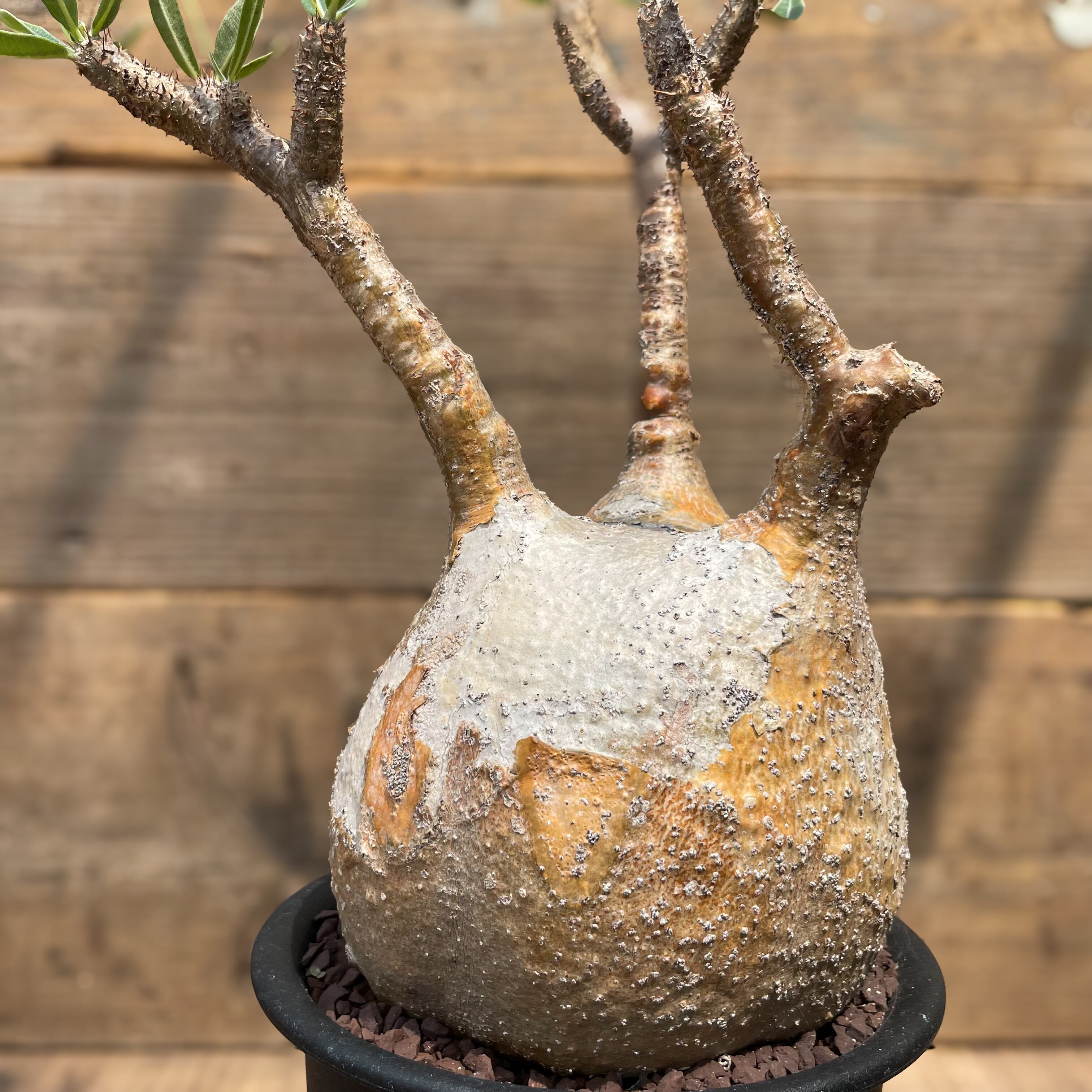 パキポディウム グラキリス Pachypodium gracilius 発根済 (gk-33
