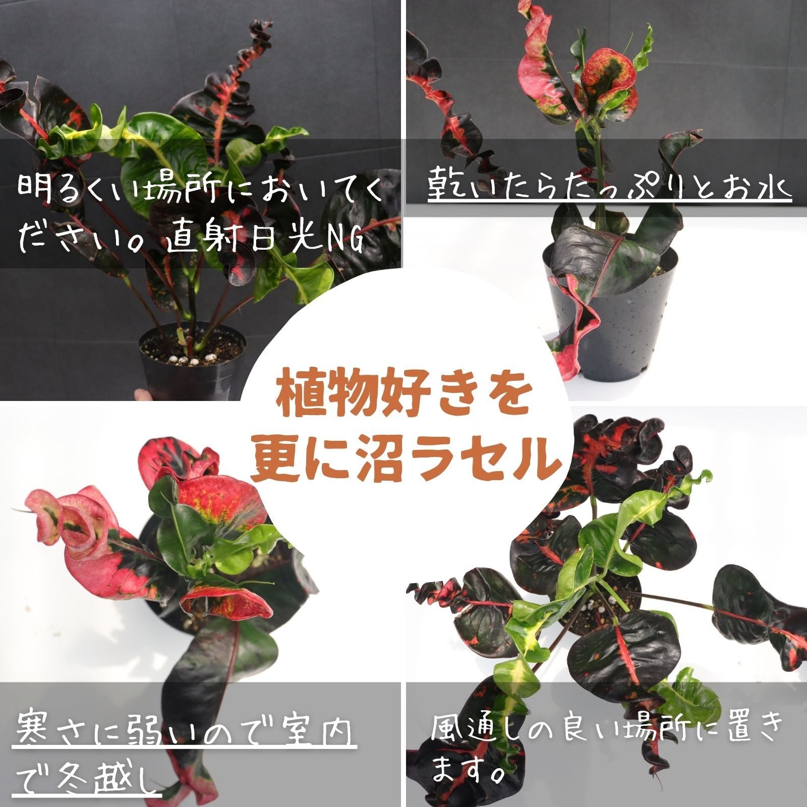 希少 クロトン プランティップ prang thip 卓上サイズ 観葉植物 熱帯