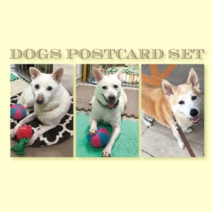 マザールーフの犬たちのポストカード3枚セット　購入してマザールーフを支援する！