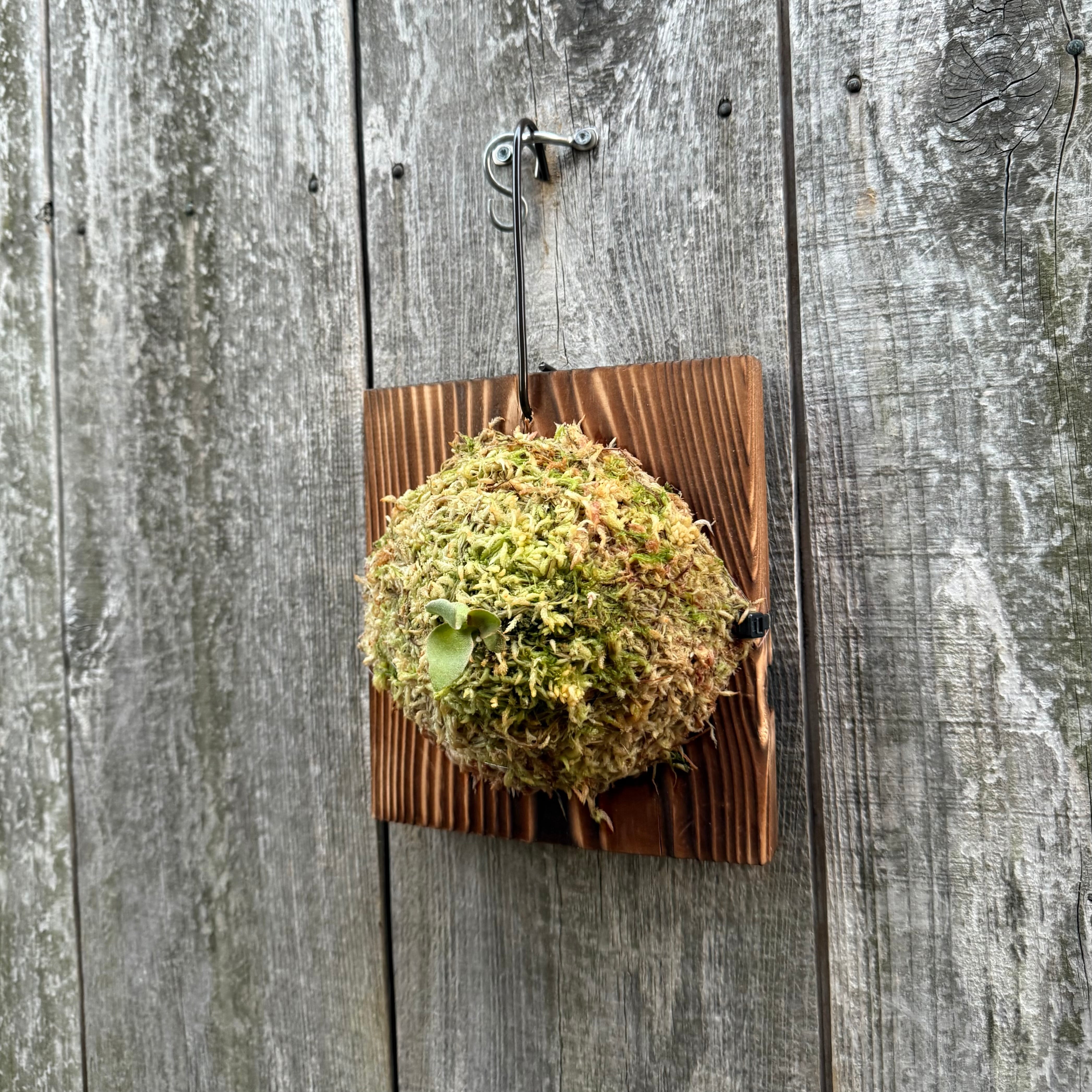 P.Triceratops (三角龍) pup ビカクシダ P.Triceratops (三角龍) pup | naturefix