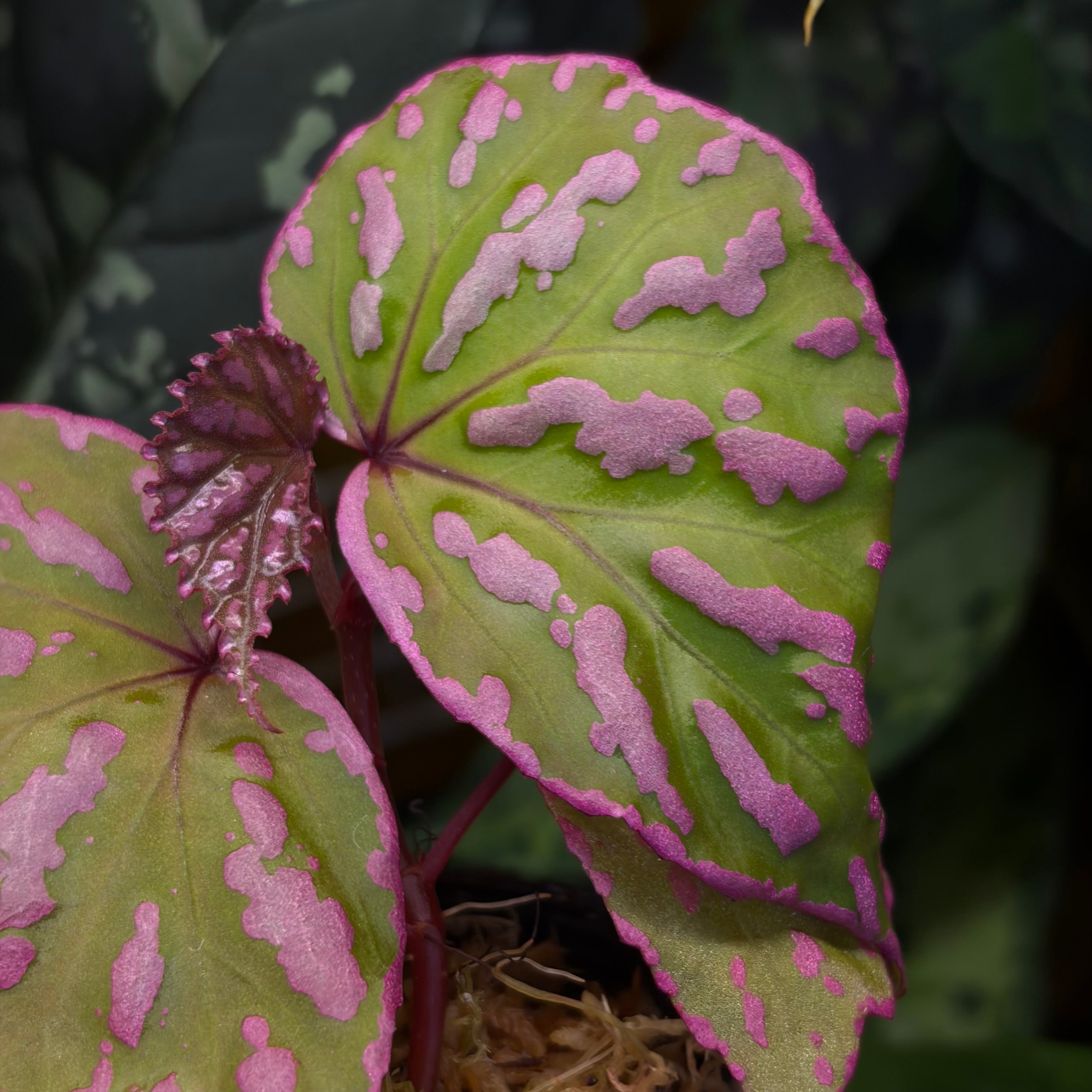 Begonia maculata 'Pink Variegated' | 熱帯雨林植物専門店 トイ吉園芸