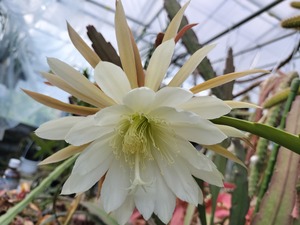 Disocactus laui　１０．５ｃｍＰＯＴ　３．５号鉢