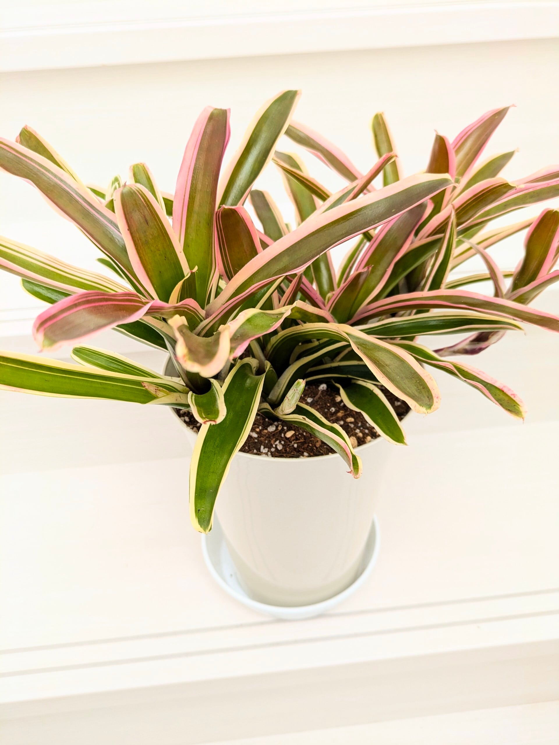 観葉植物》ネオレゲリア 「ファイヤーボール」 6号鉢 | 札幌 花屋