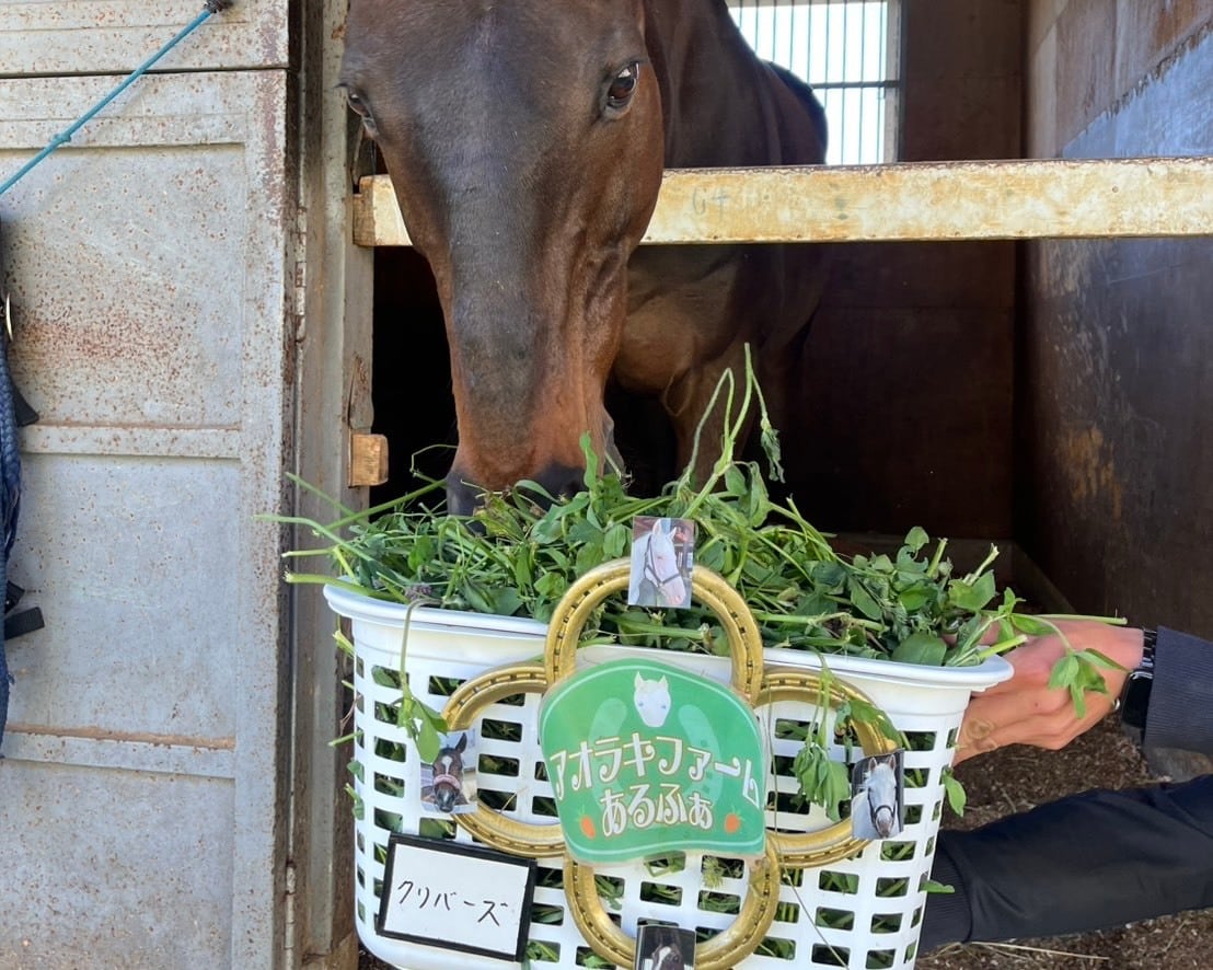 青草プレゼント【乗馬】あるふぁ馬宛