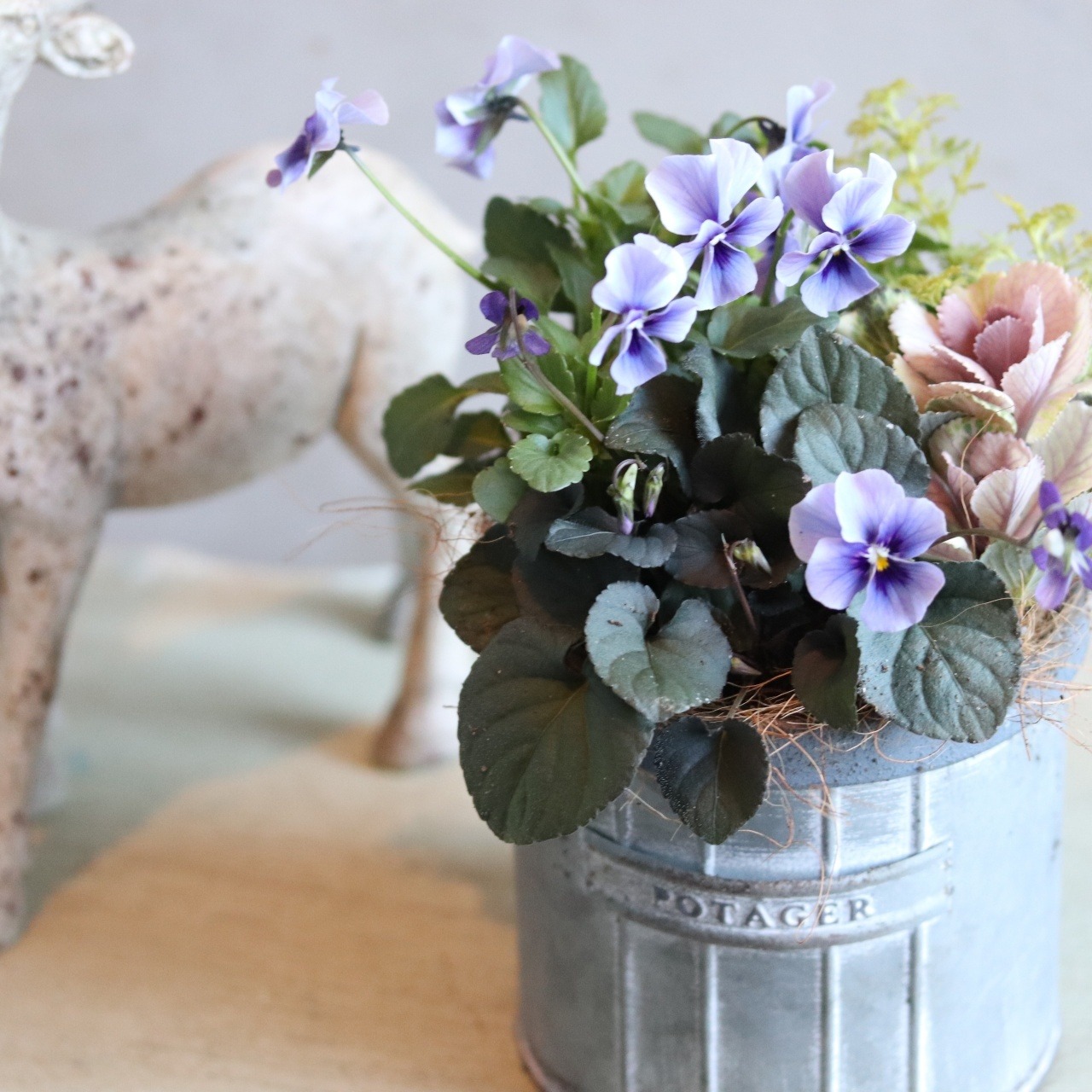 冬から春に楽しむ寄せ植え　北島ビオラとスミレとハボタンのシックな寄せ植え　届いてすぐ玄関に飾れる 　プレゼントにもオススメ　