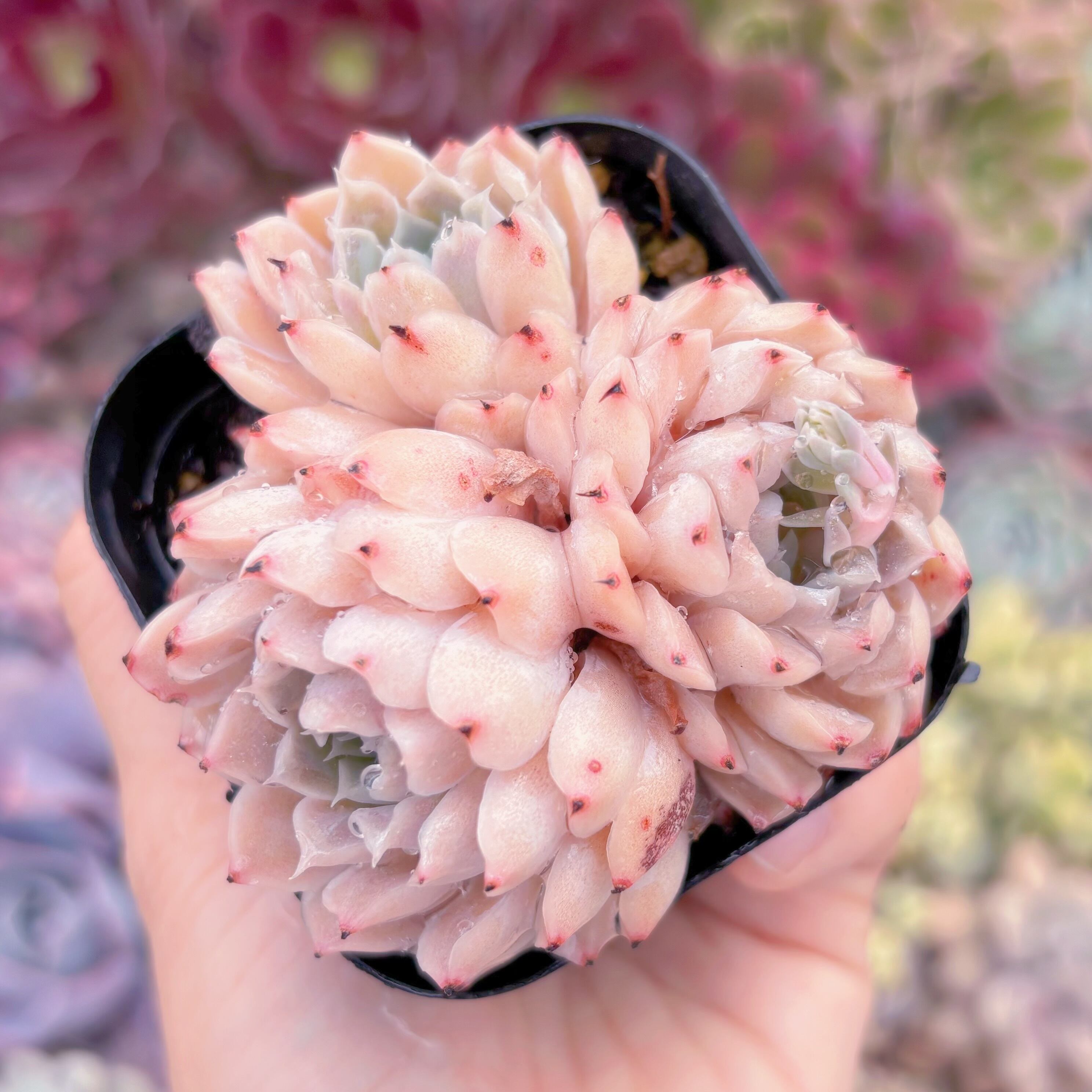 現品　ヘレナ#B59　群生　るる農園