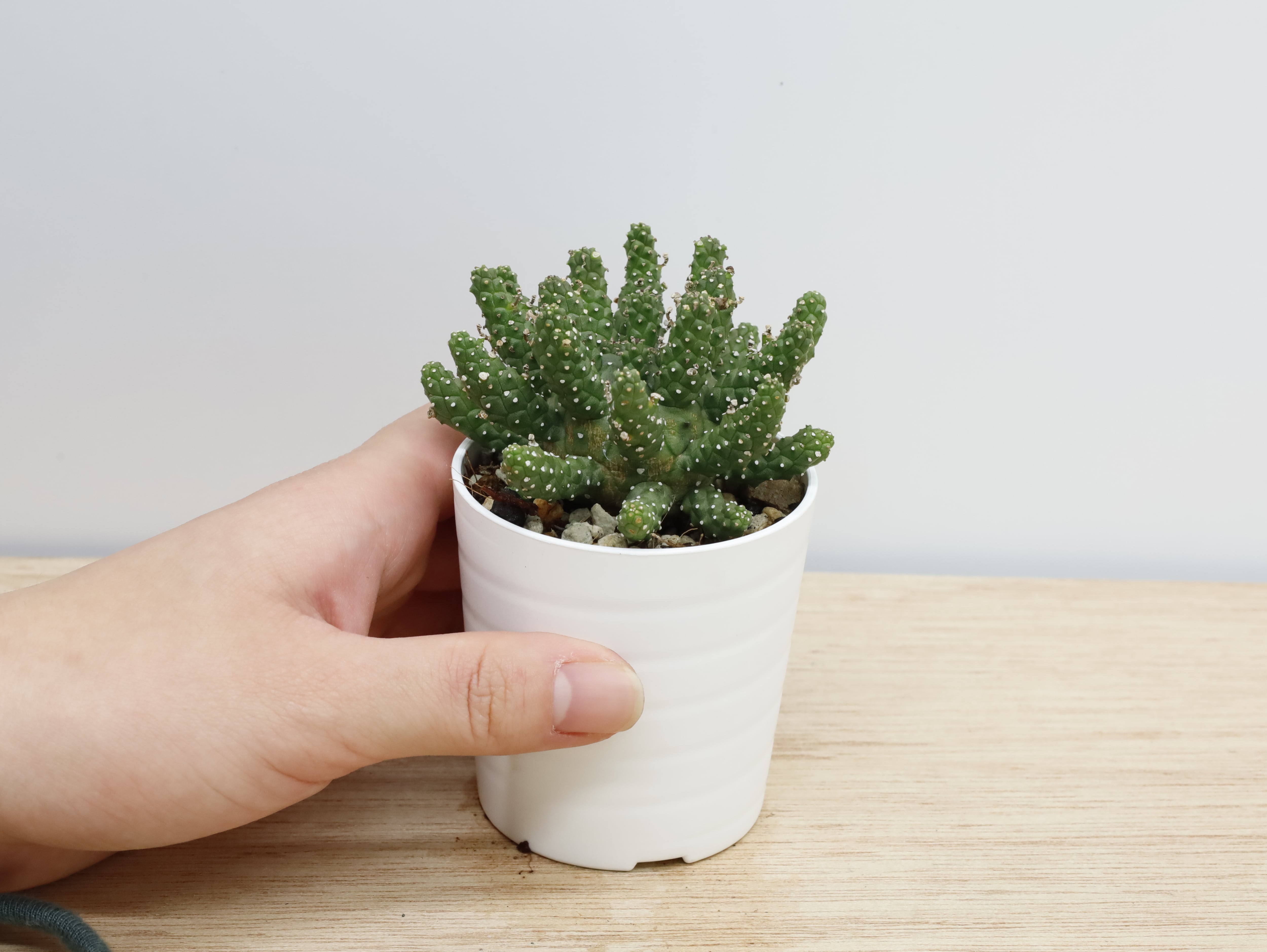 ／さま専用 コアの苗 コーヒー苗 ラウアエ苗 さま専用 コアの苗 コーヒー苗 ラウアエ苗 アラビカ（コーヒー）の苗