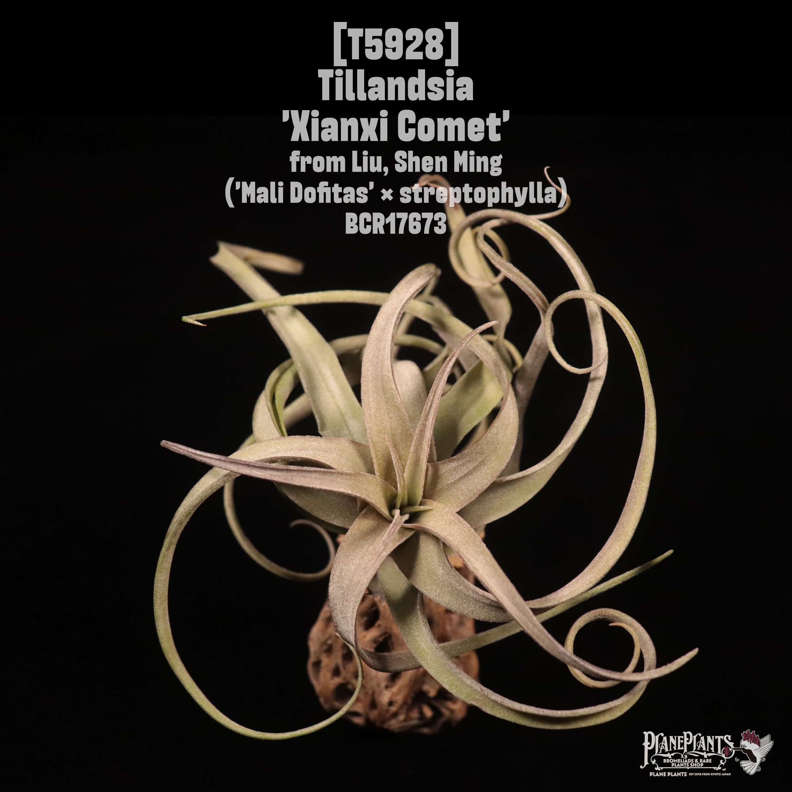 【reserved】Tillandsia 'Xianxi Comet'〔エアプランツ〕T5928