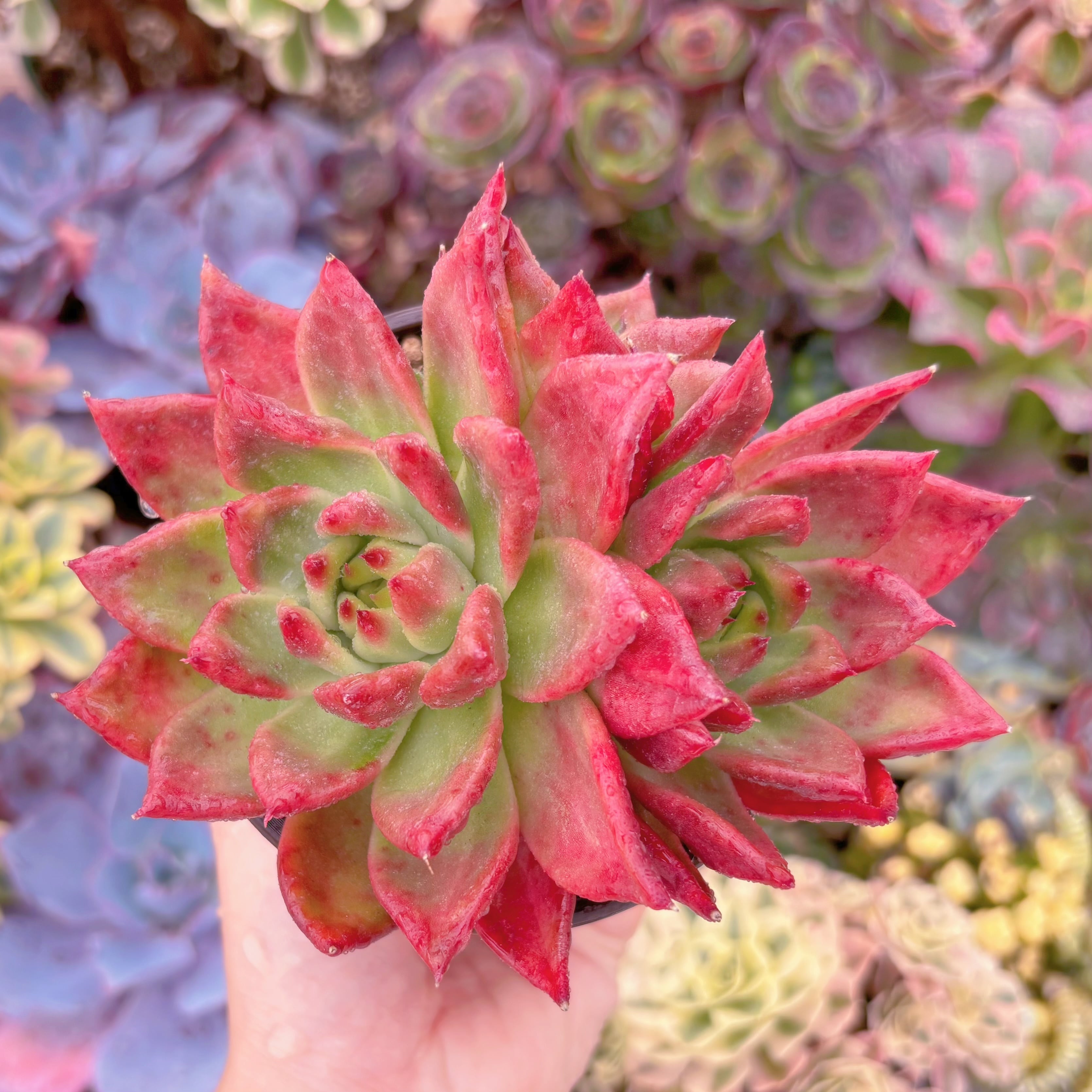 現品　アメストロー#796　群生　るる農園