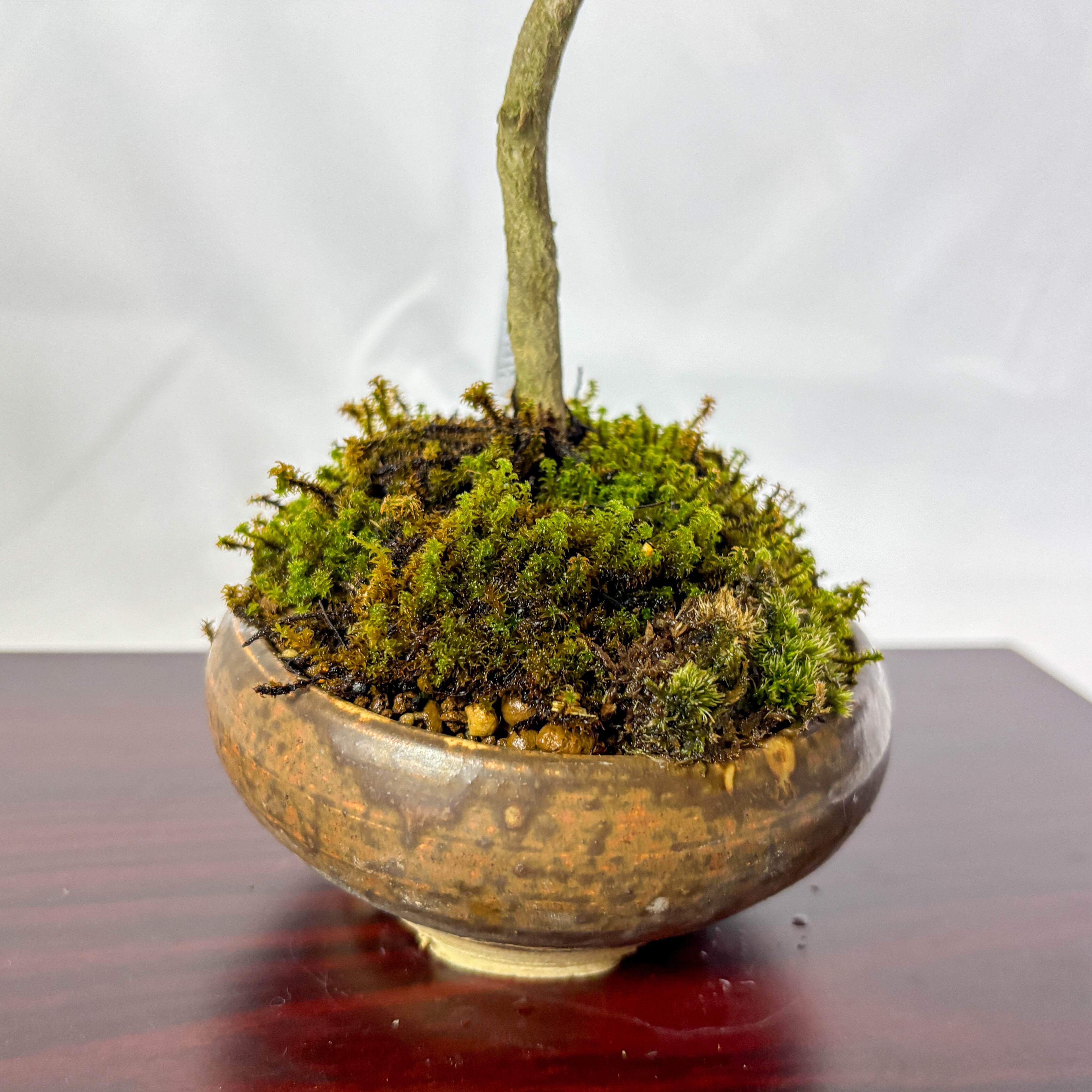 盆栽　唐楓　トウカエデ　六角形鉢 トウカエデ #トウカエデ盆栽#唐楓 #唐楓盆栽 #maplebonsai 琳葉盆栽