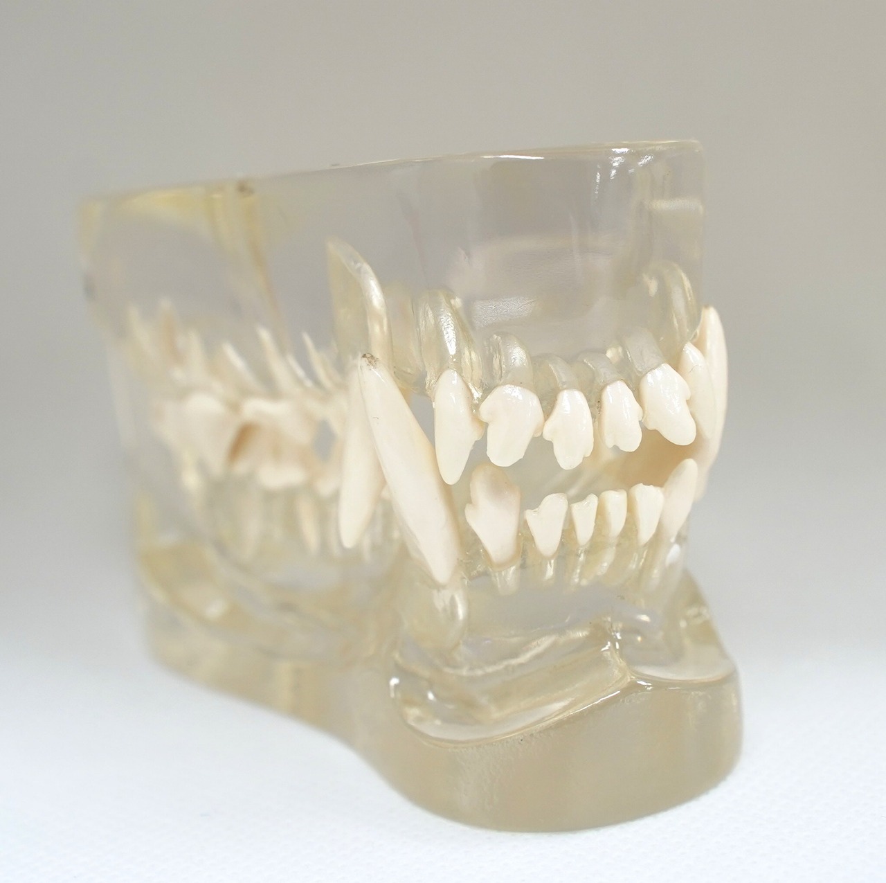 犬のスケルトン口腔模型