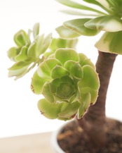 【鉢付き】 Wan Xiu 長期LED育成株 Aeonium 'Wan Xiu'